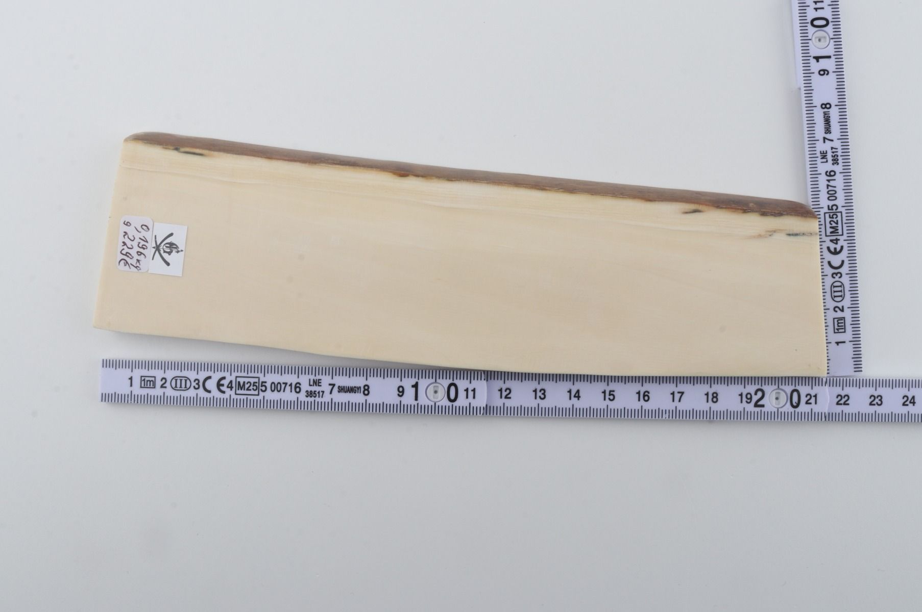 White mammoth ivory segment