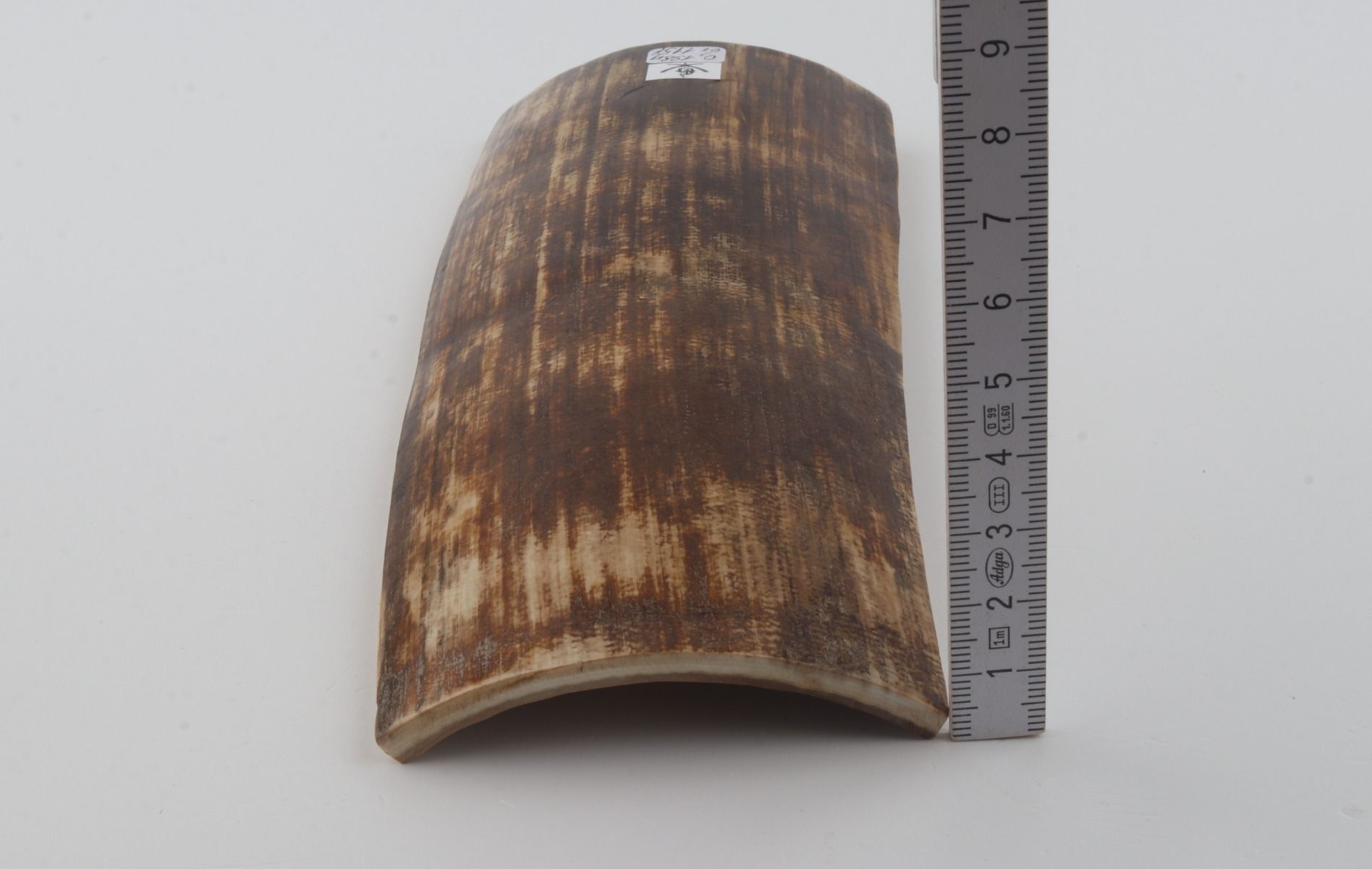 Brown mammoth bark
