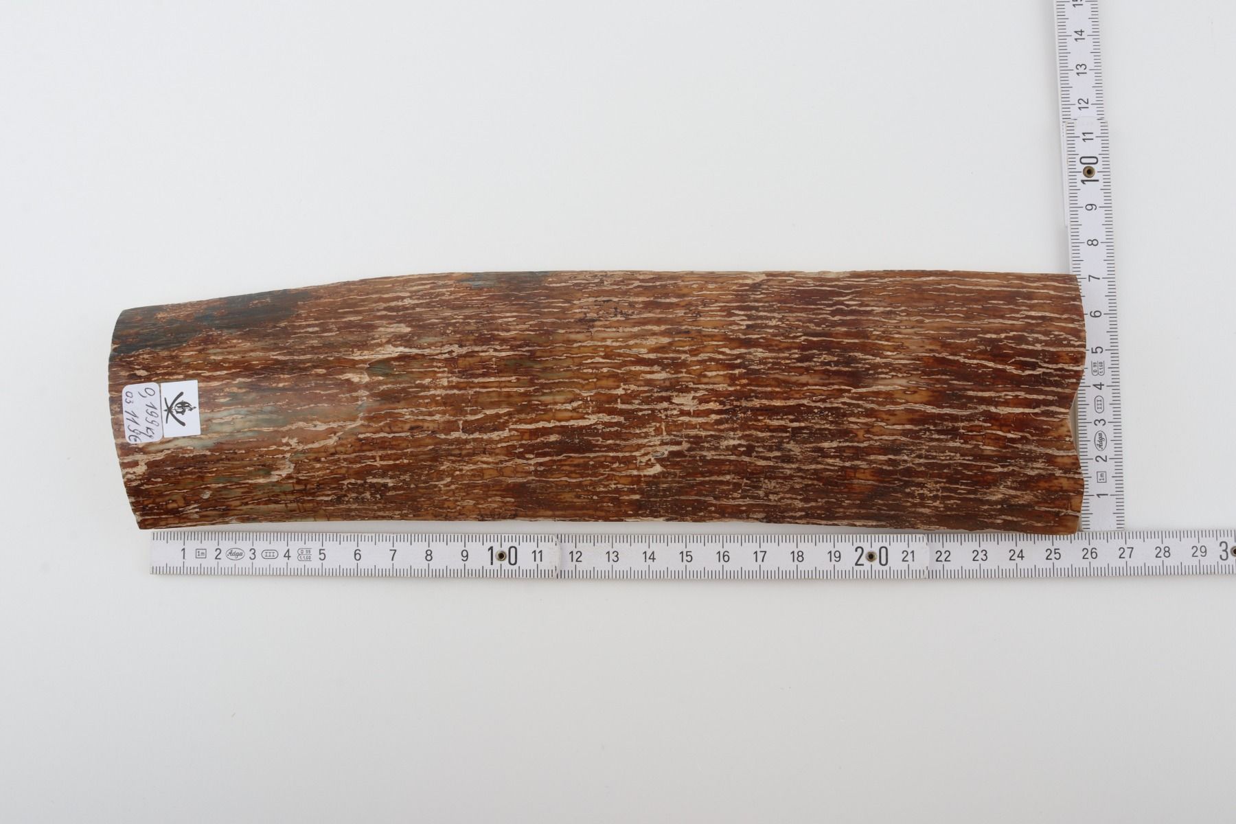 Caramel-brown mammoth bark