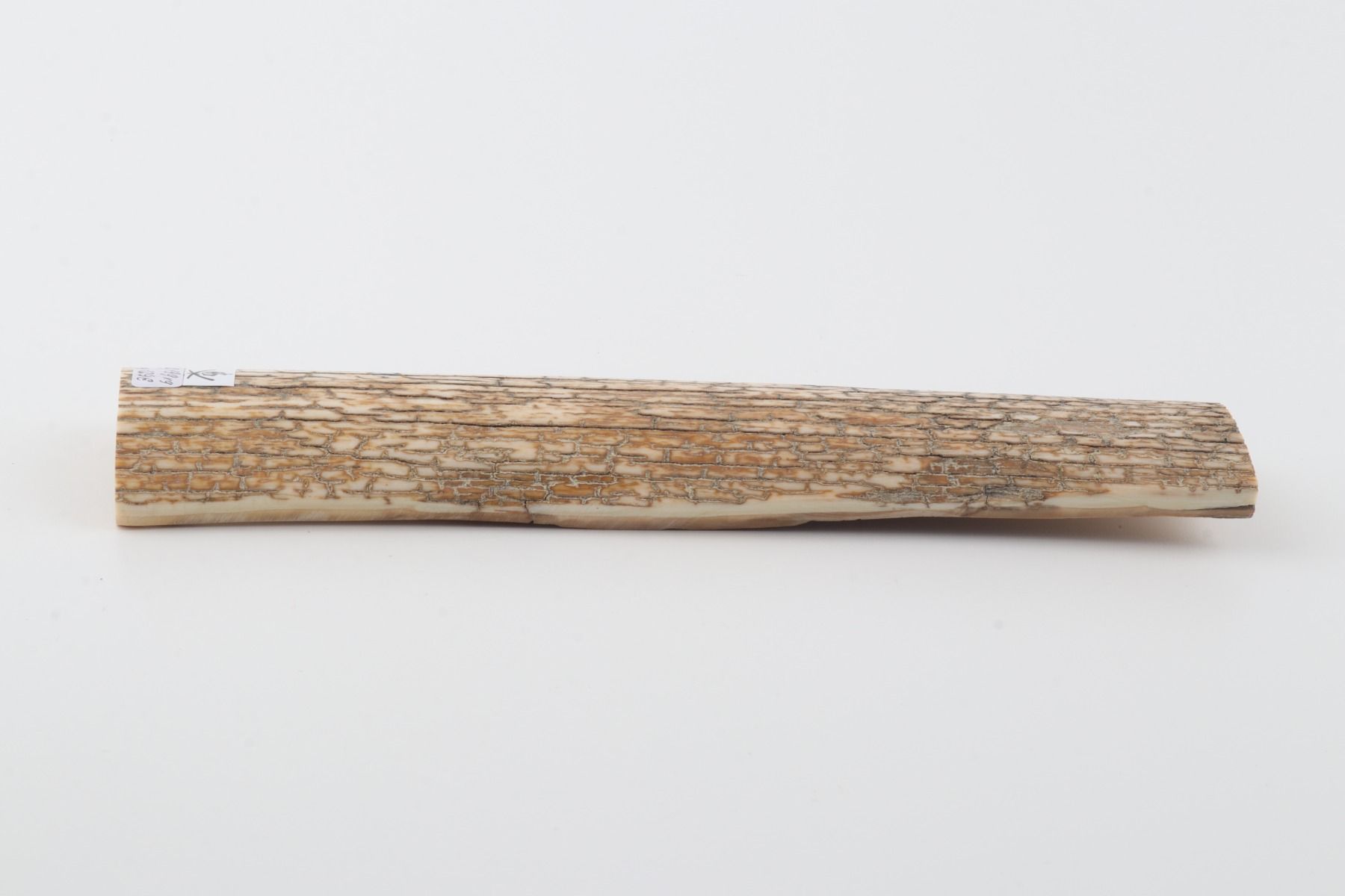 Orange-white mammoth bark