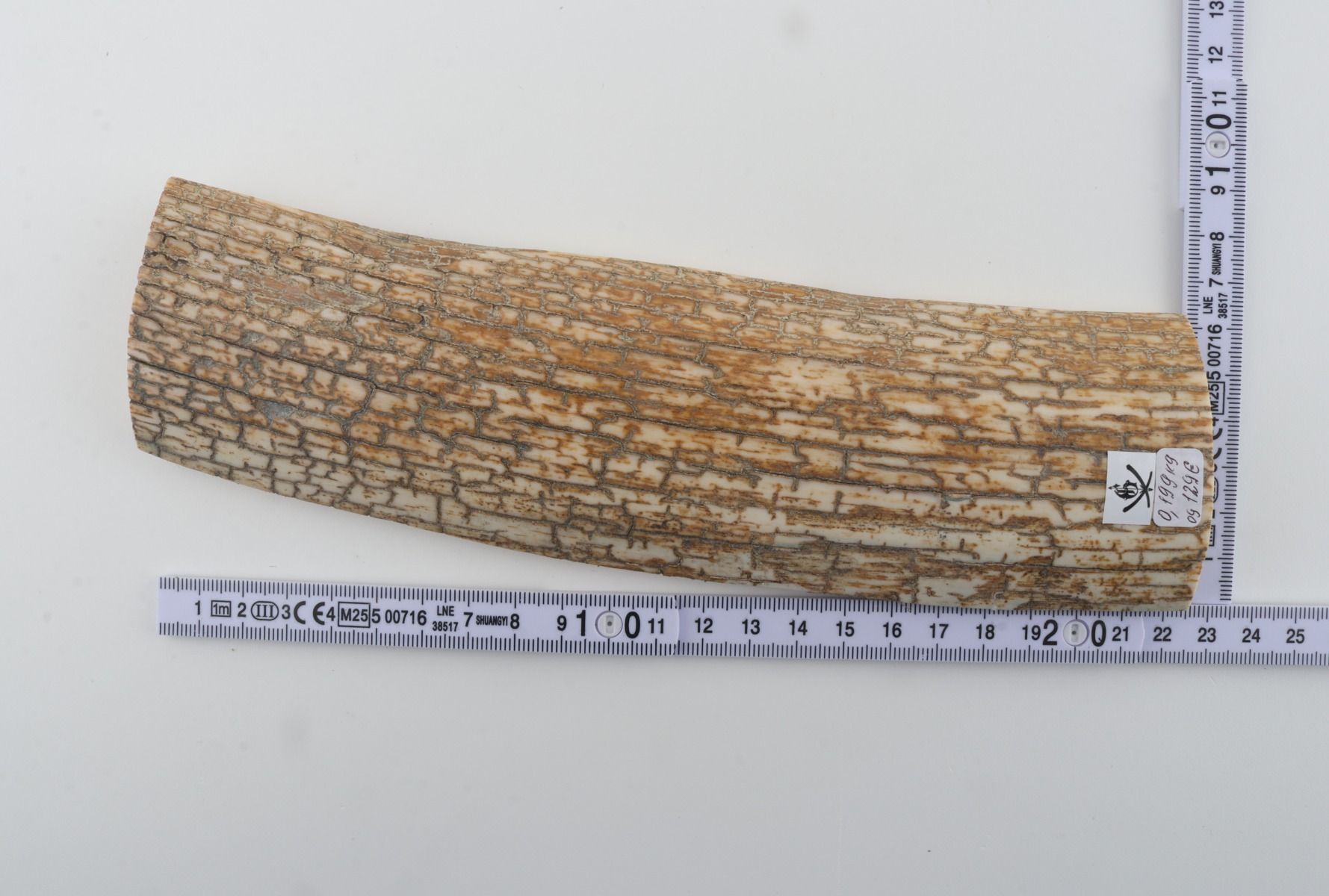 Orange-white mammoth bark