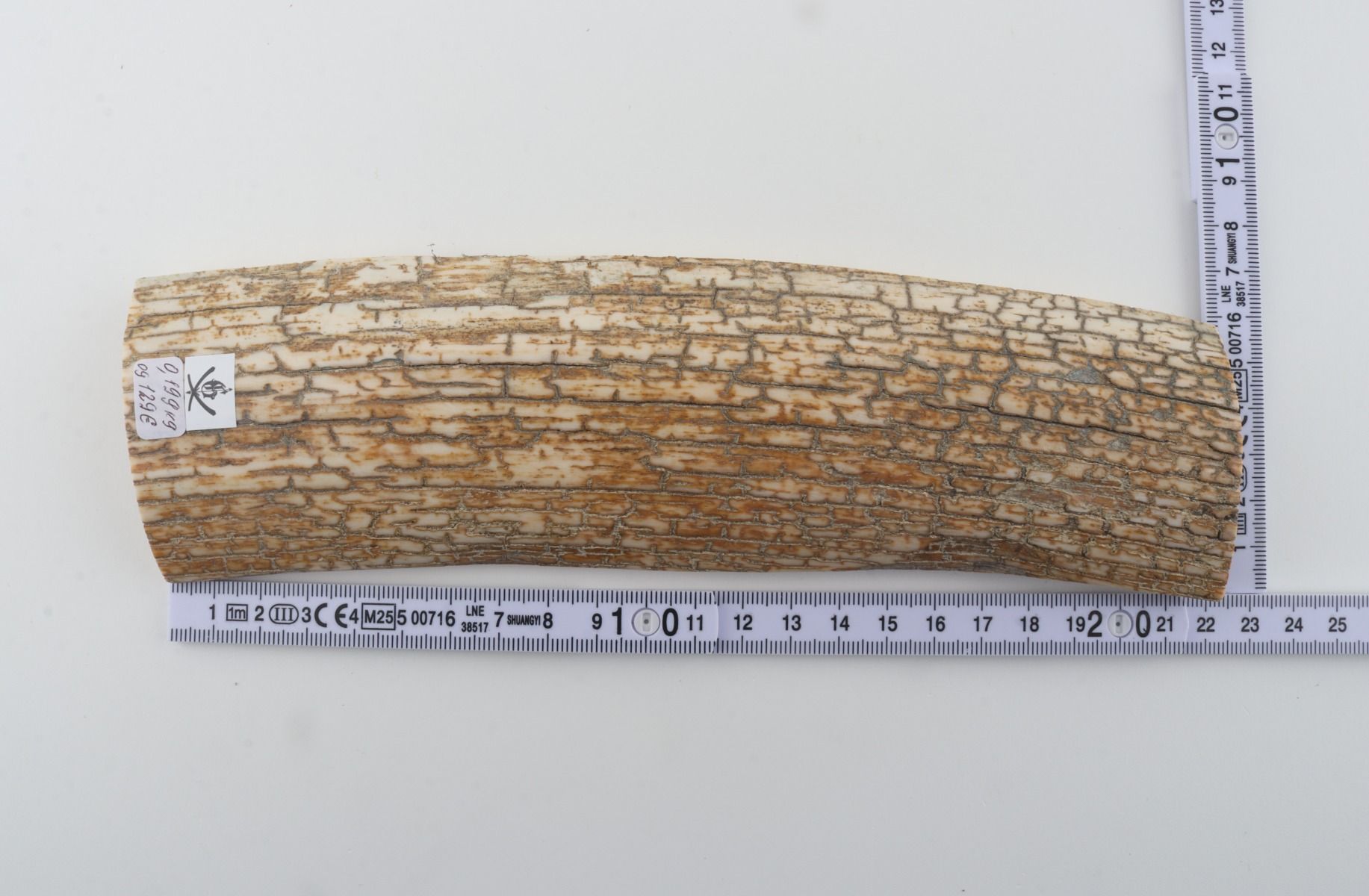 Orange-white mammoth bark