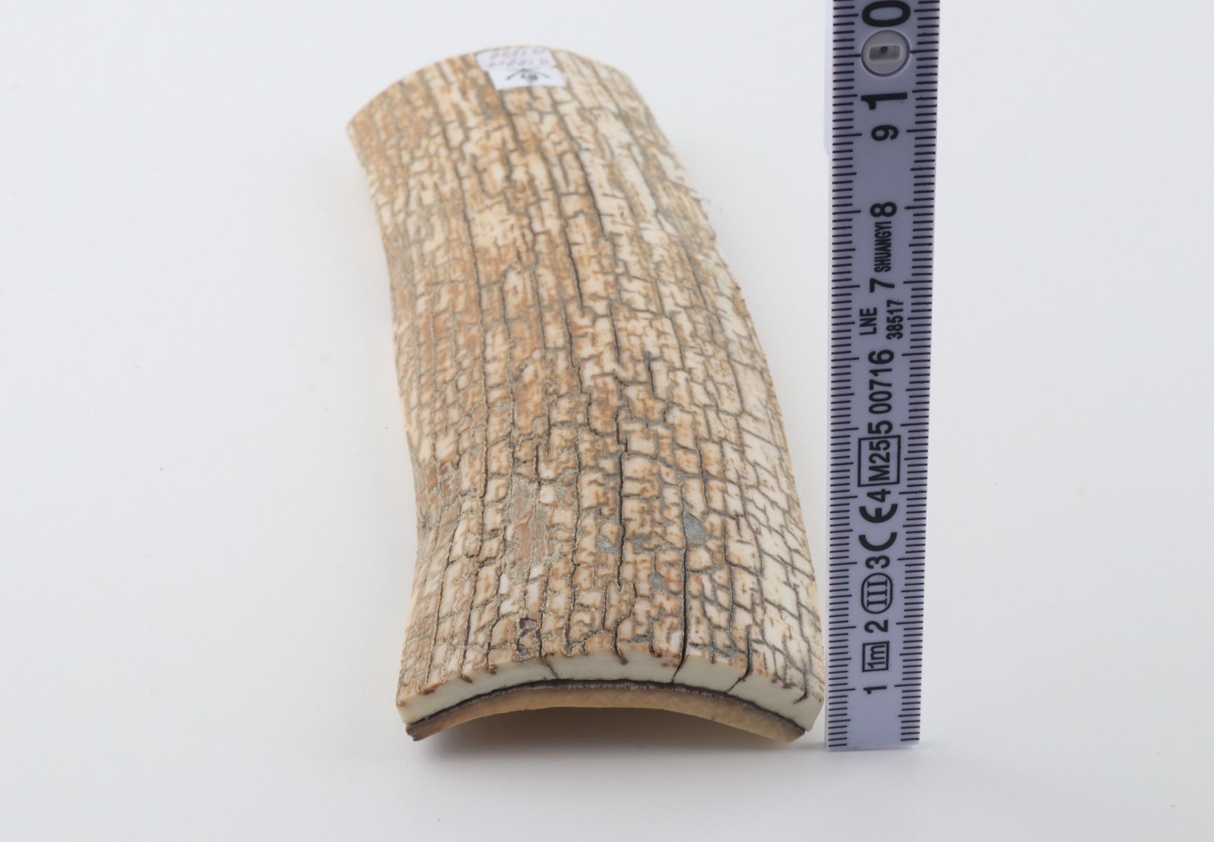 Orange-white mammoth bark