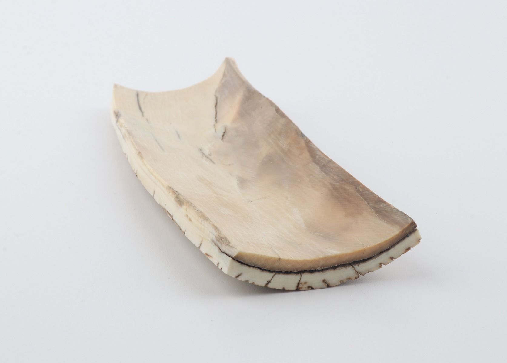 Orange-white mammoth bark