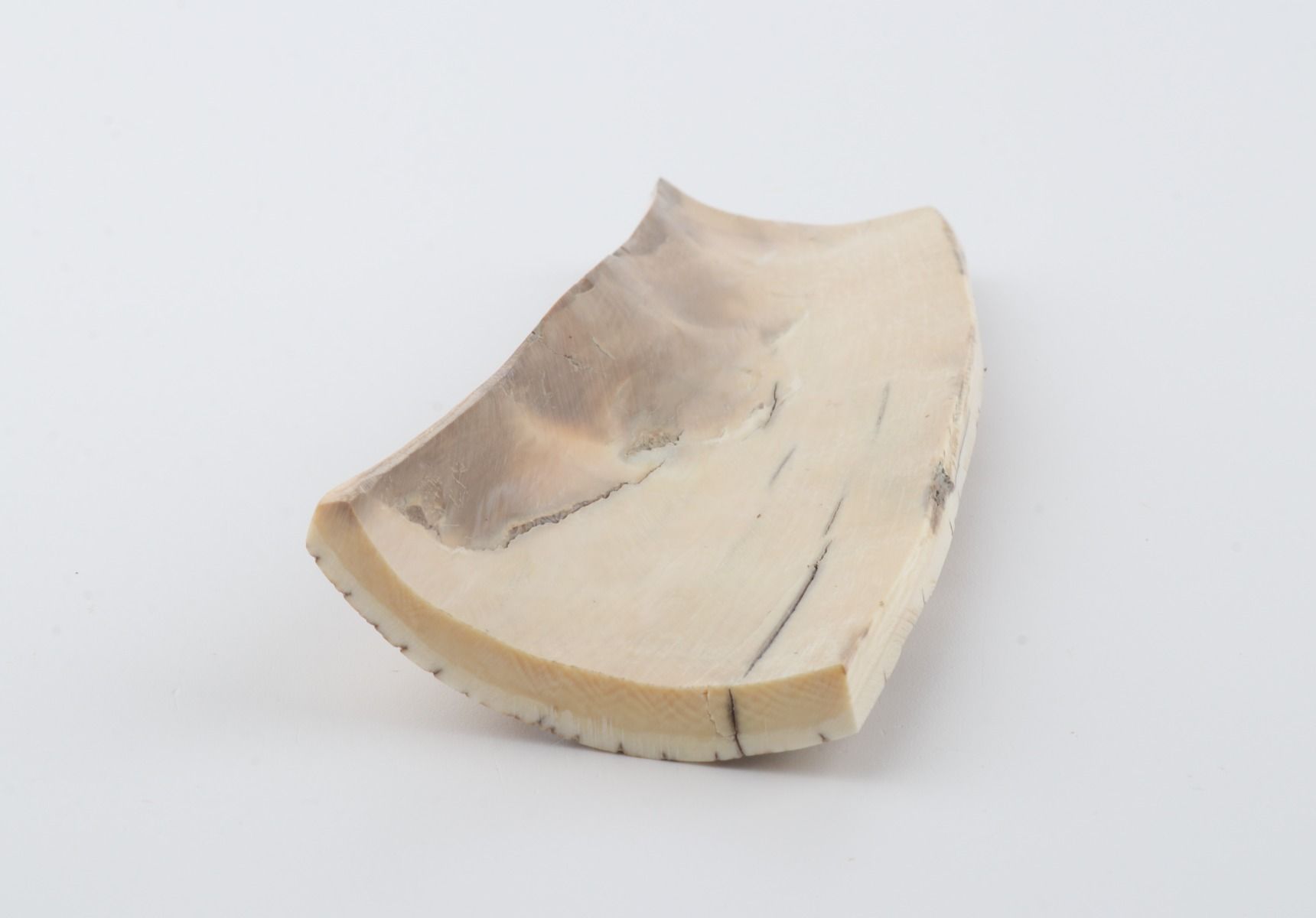 Orange-white mammoth bark