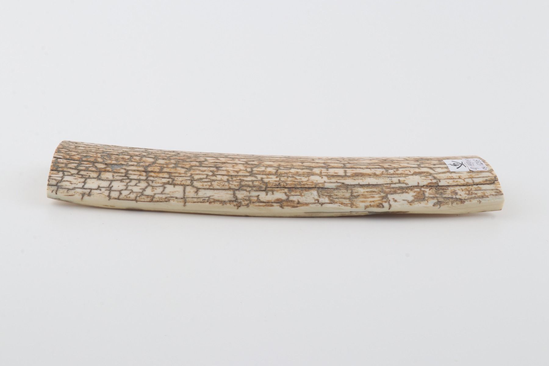 Orange-white mammoth bark