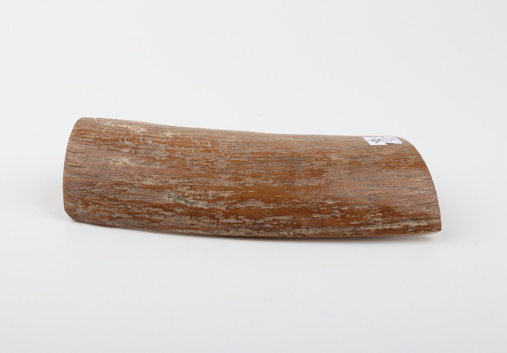 Brown-caramel mammoth bark