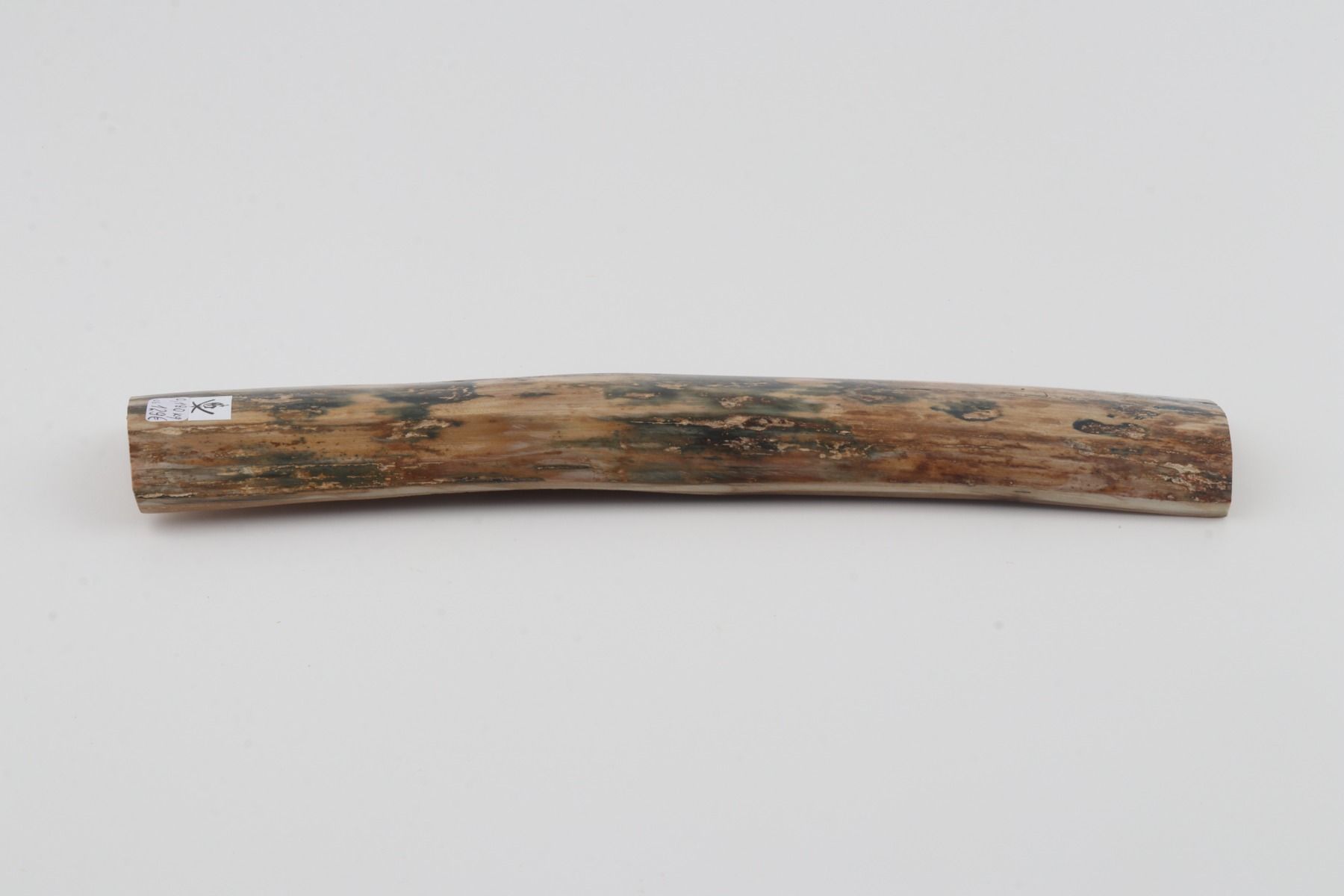 Beige-blue mammoth bark