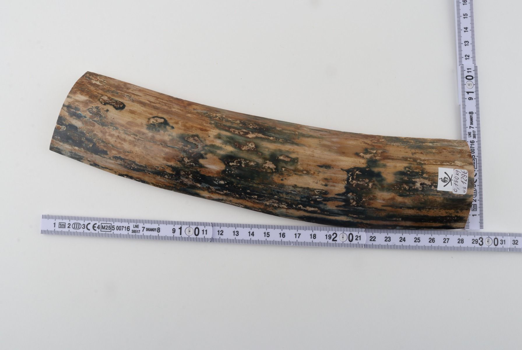 Beige-blue mammoth bark