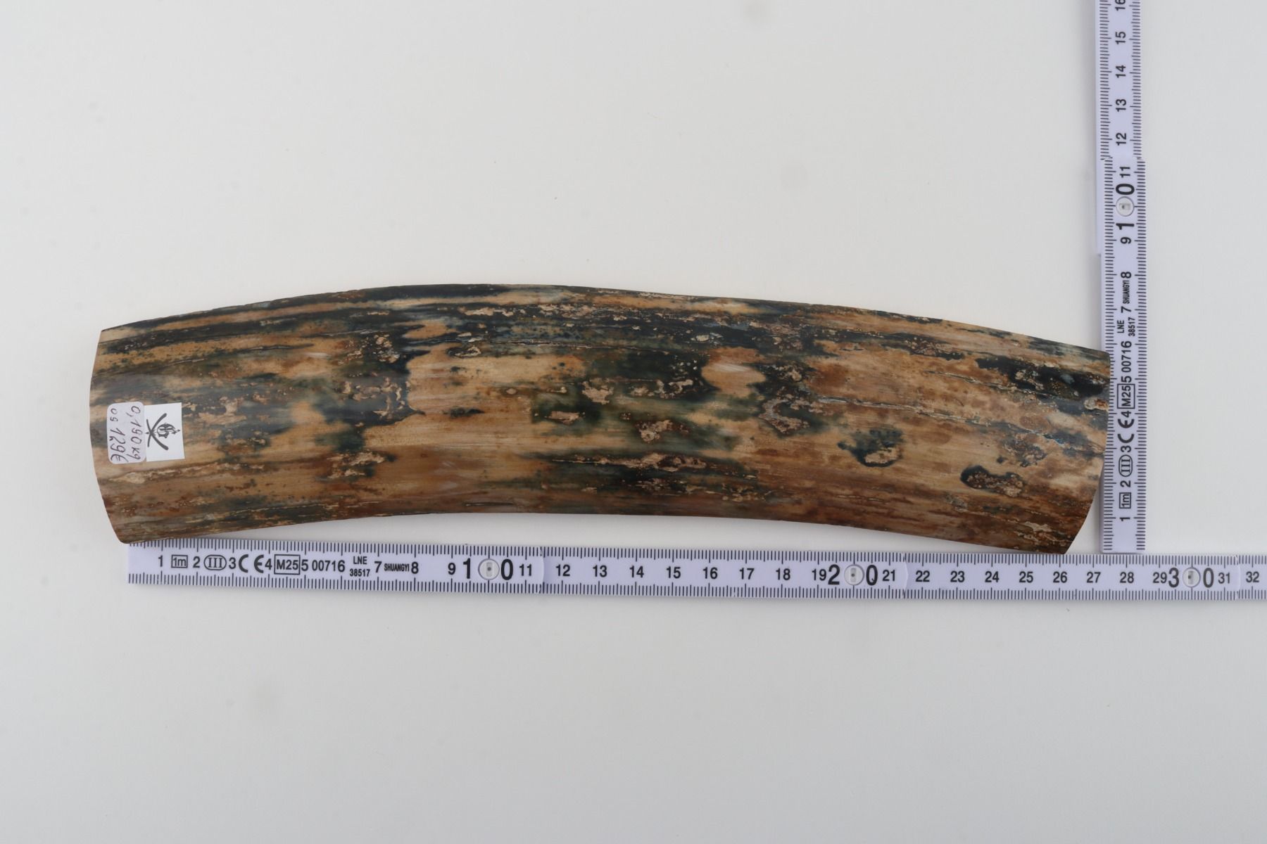 Beige-blue mammoth bark