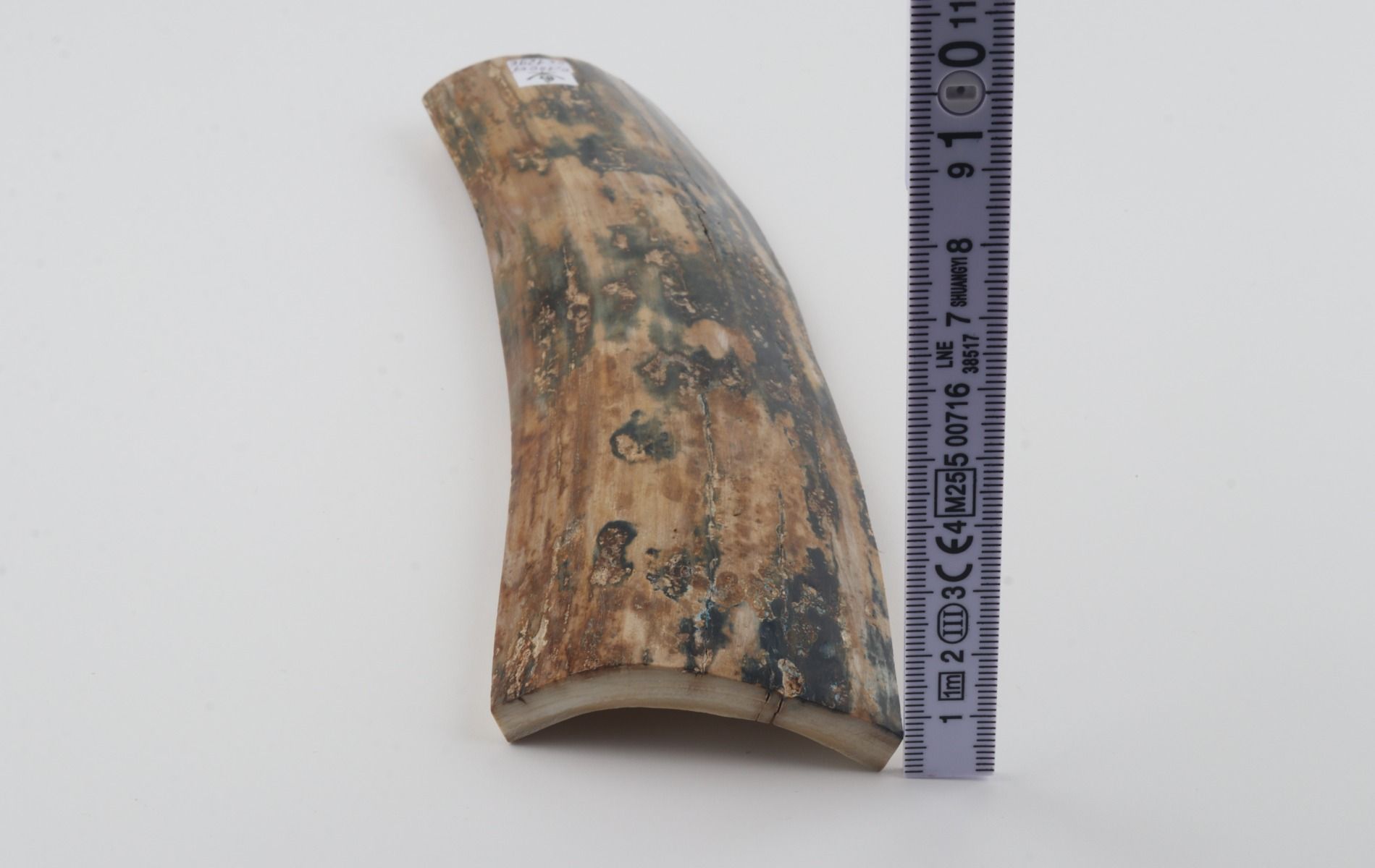 Beige-blue mammoth bark