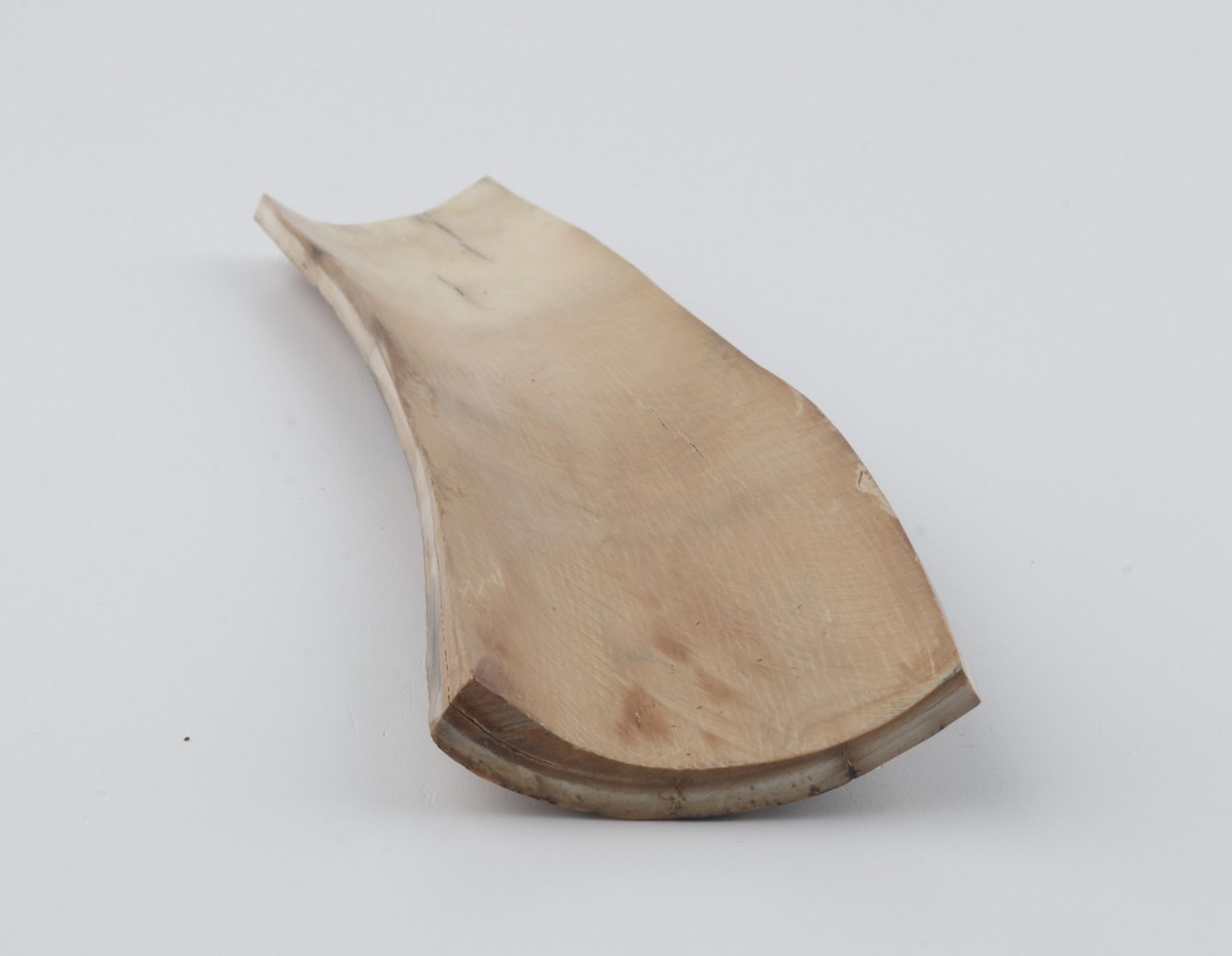 Beige-blue mammoth bark
