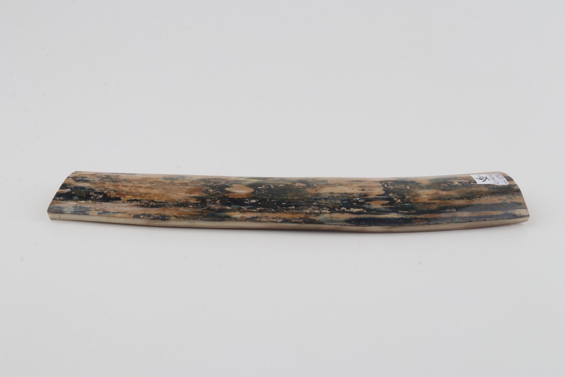 Beige-blue mammoth bark
