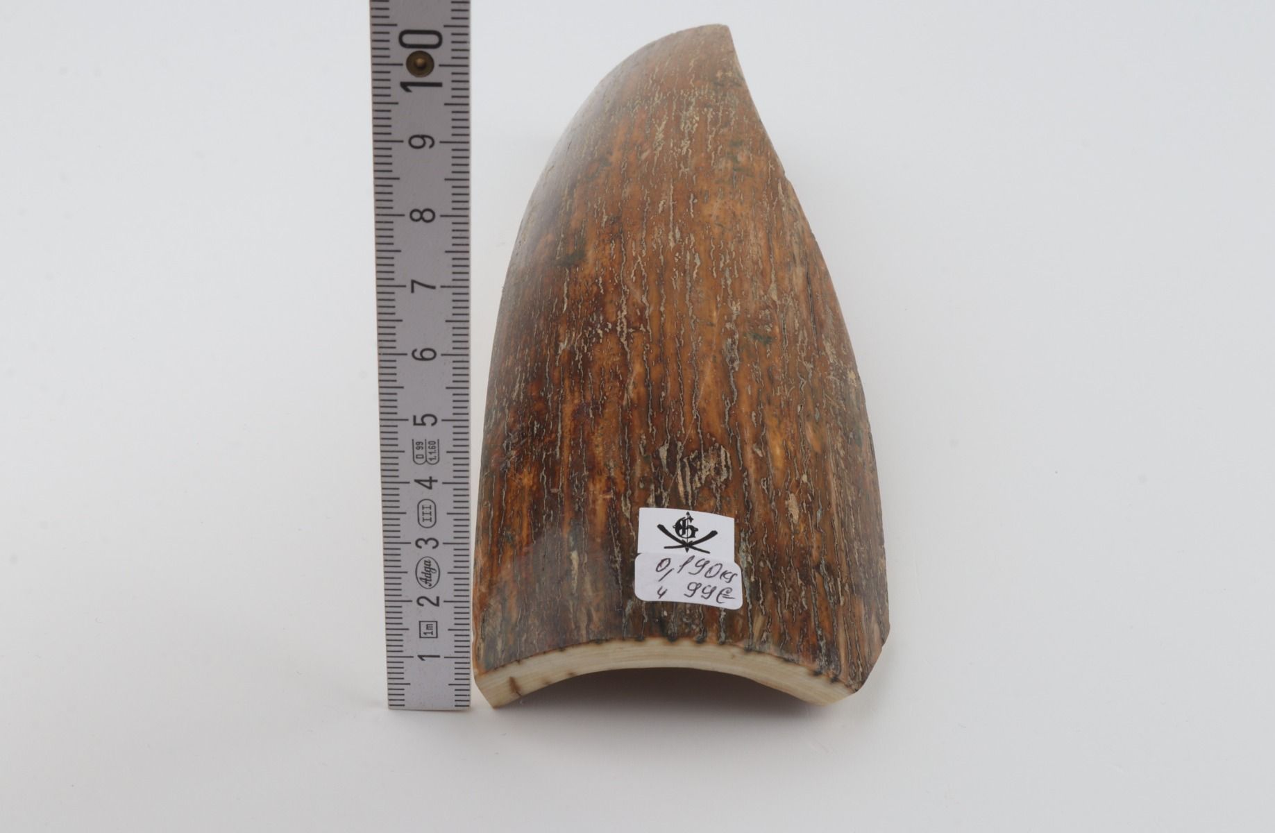 Brown-caramel mammoth bark