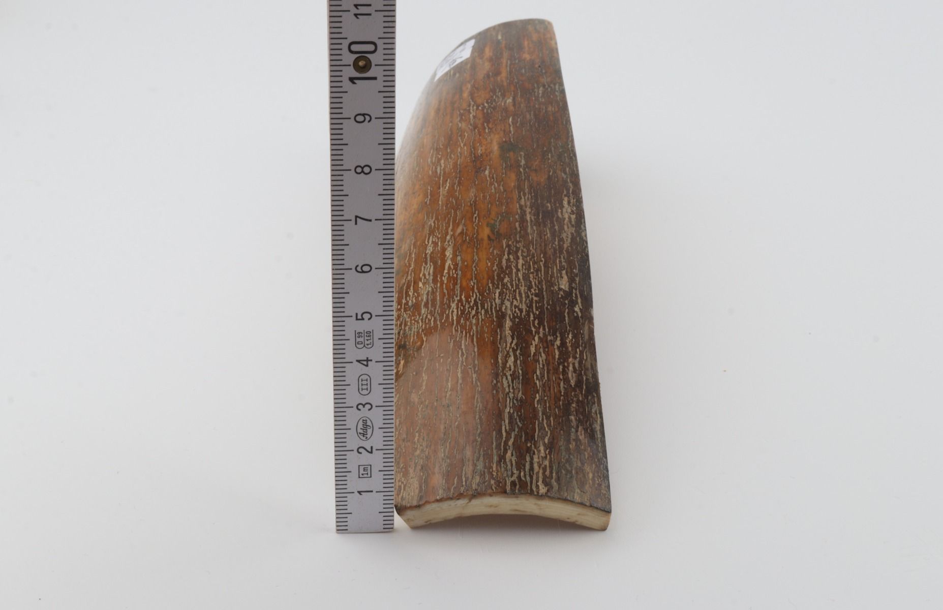 Brown-caramel mammoth bark