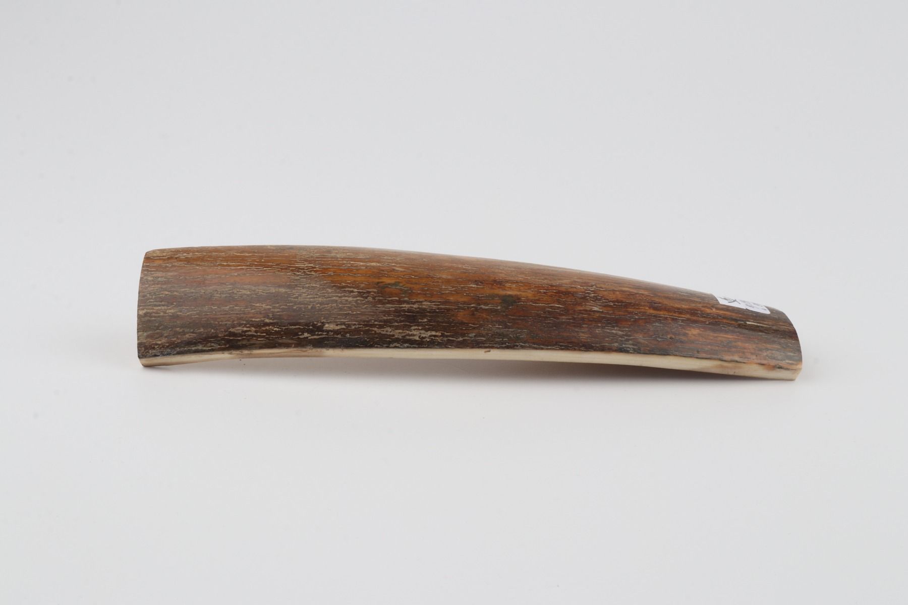 Brown-caramel mammoth bark