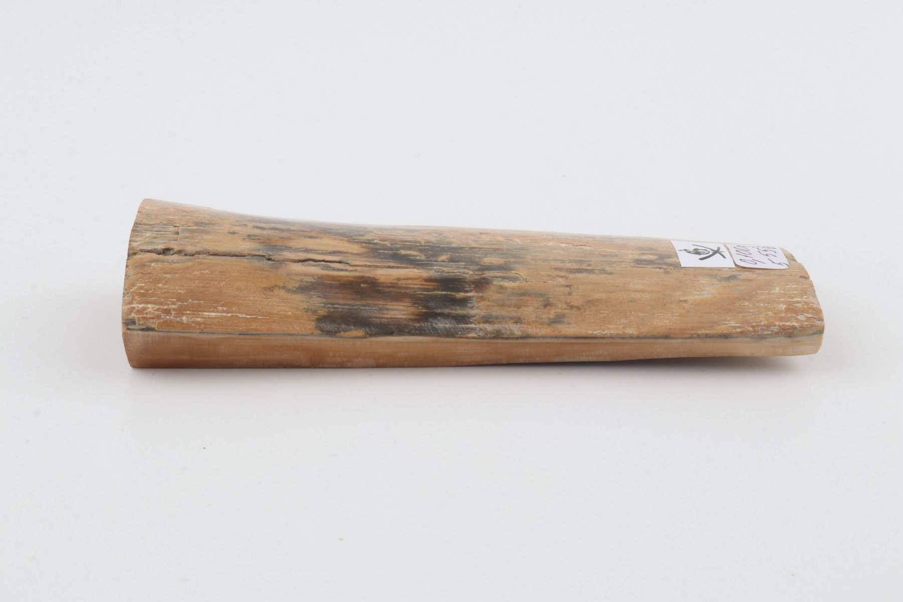Beige-grey mammoth bark
