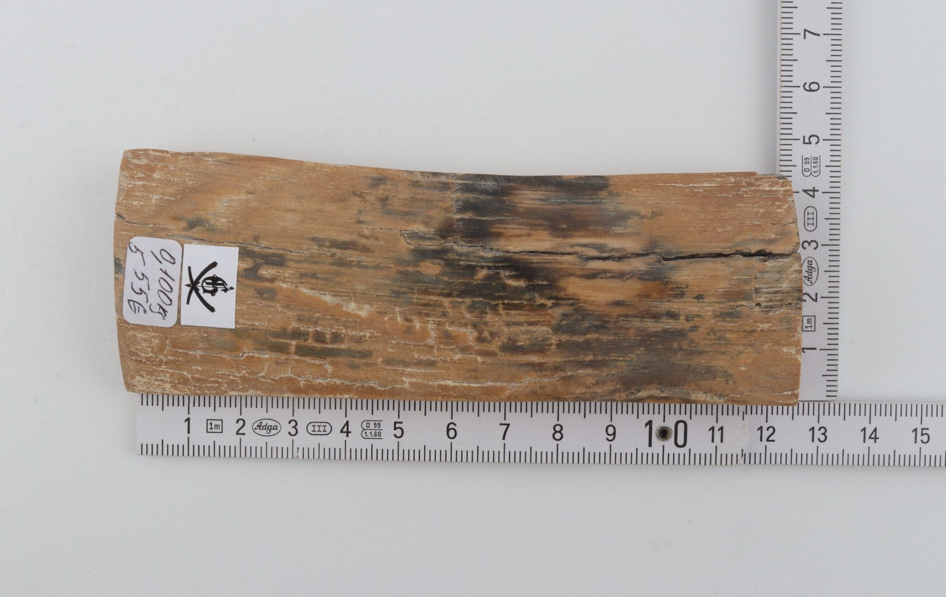 Beige-grey mammoth bark