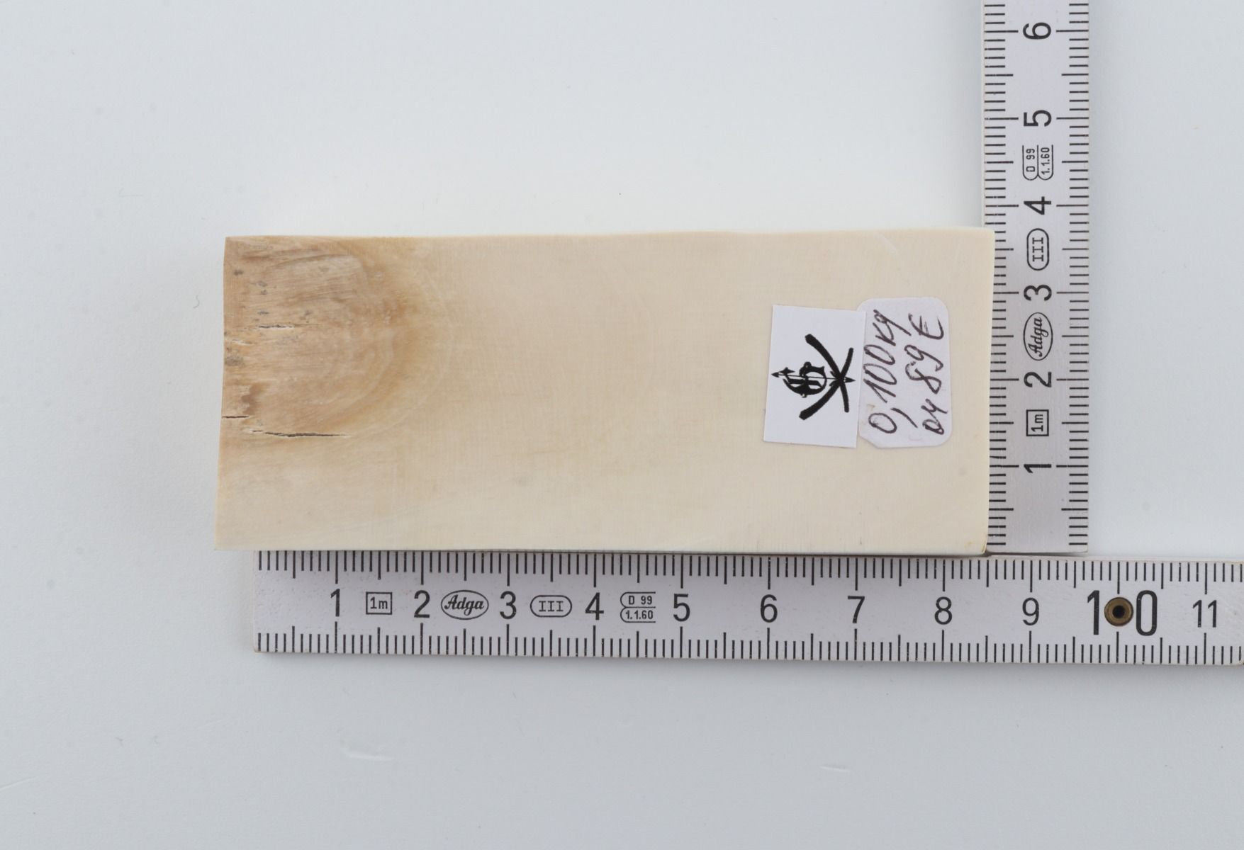 White mammoth ivory segment