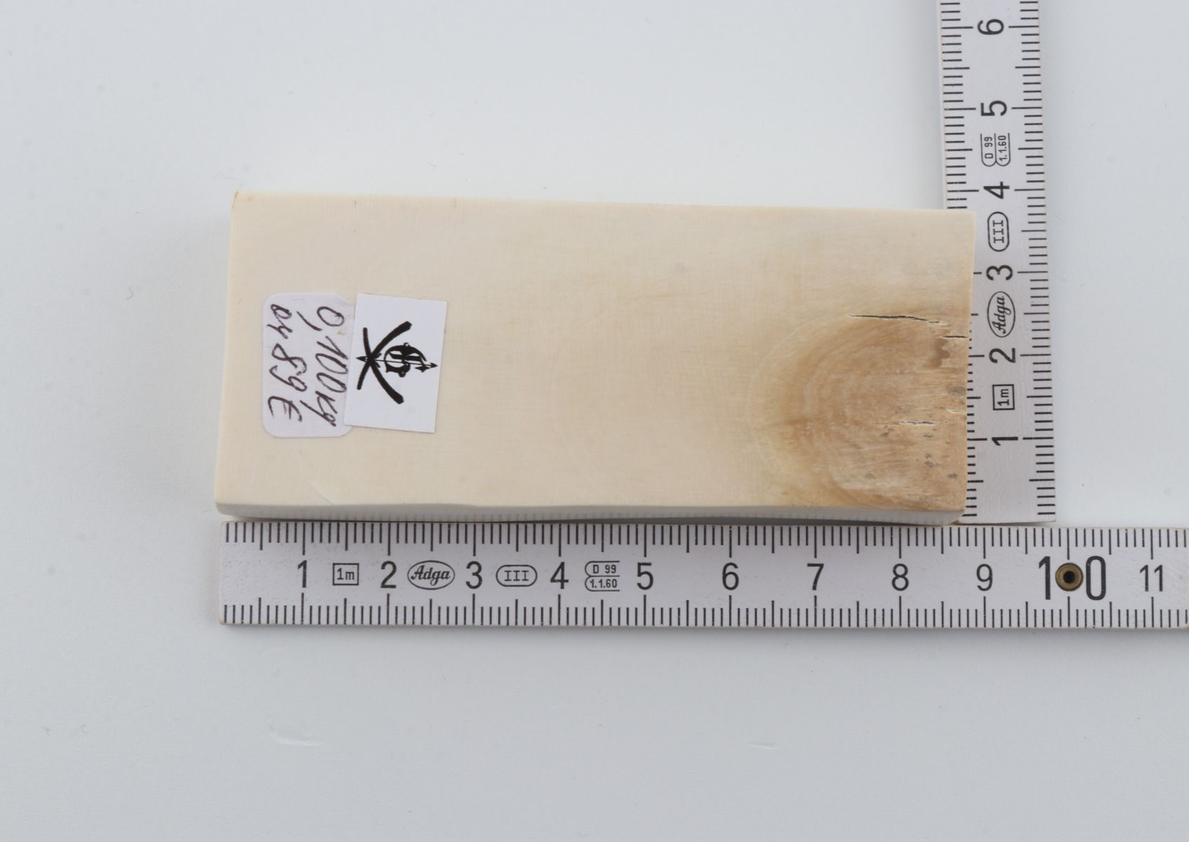 White mammoth ivory segment