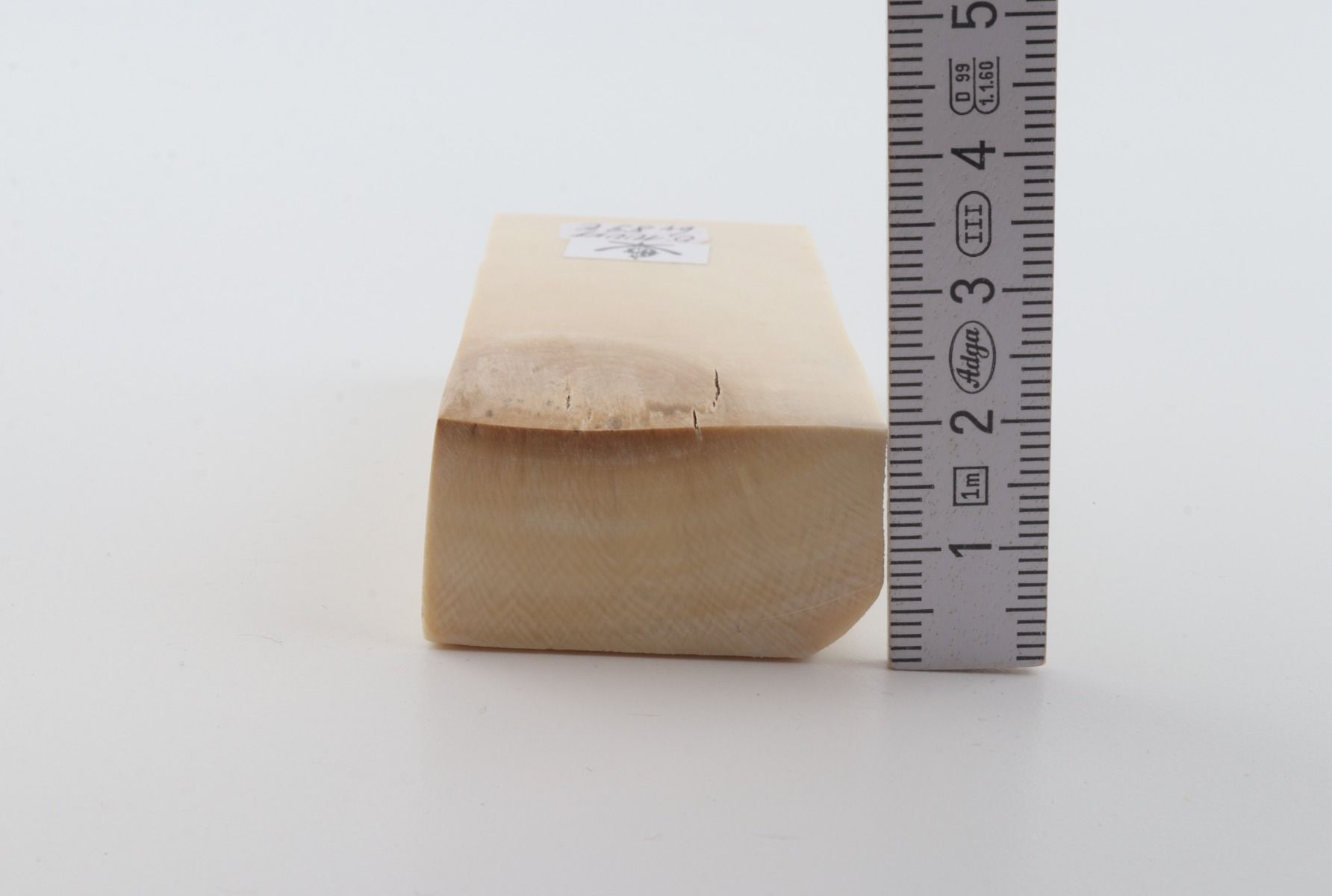 White mammoth ivory segment