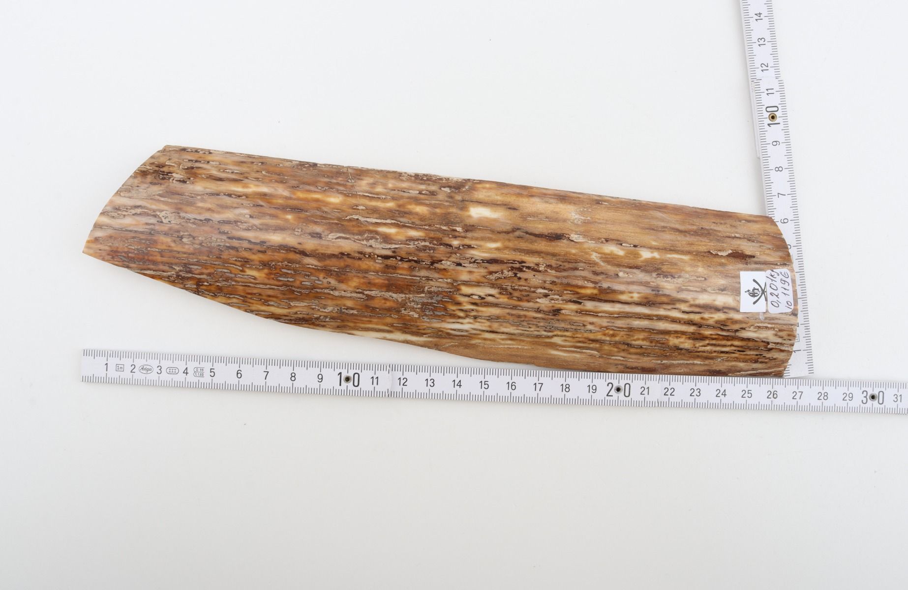 Beige mammoth bark