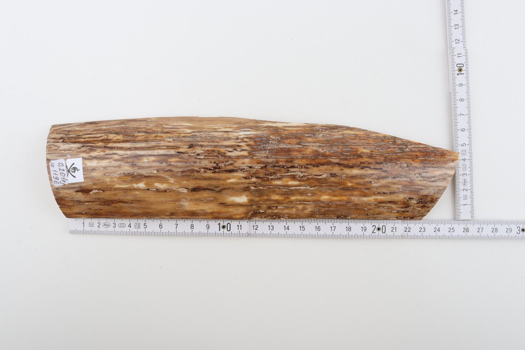 Beige mammoth bark