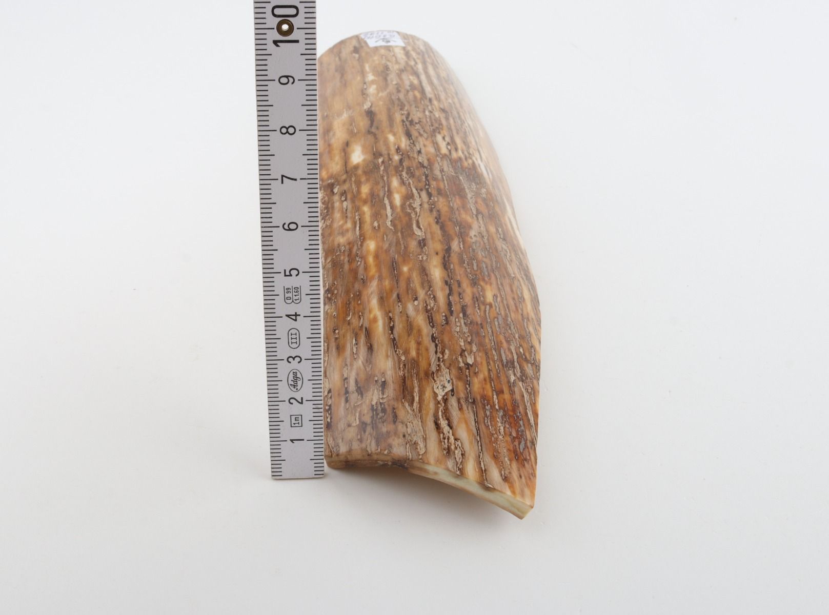 Beige mammoth bark