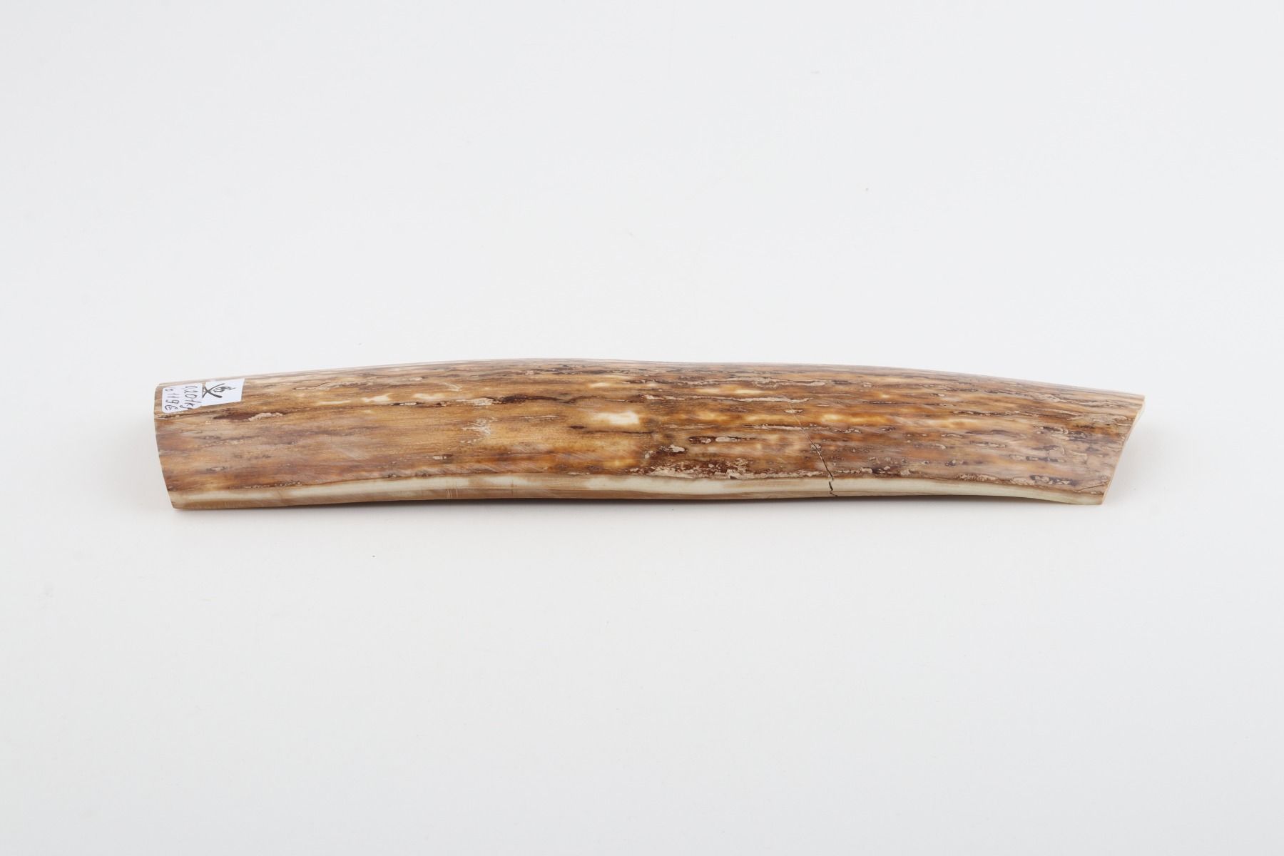 Beige mammoth bark