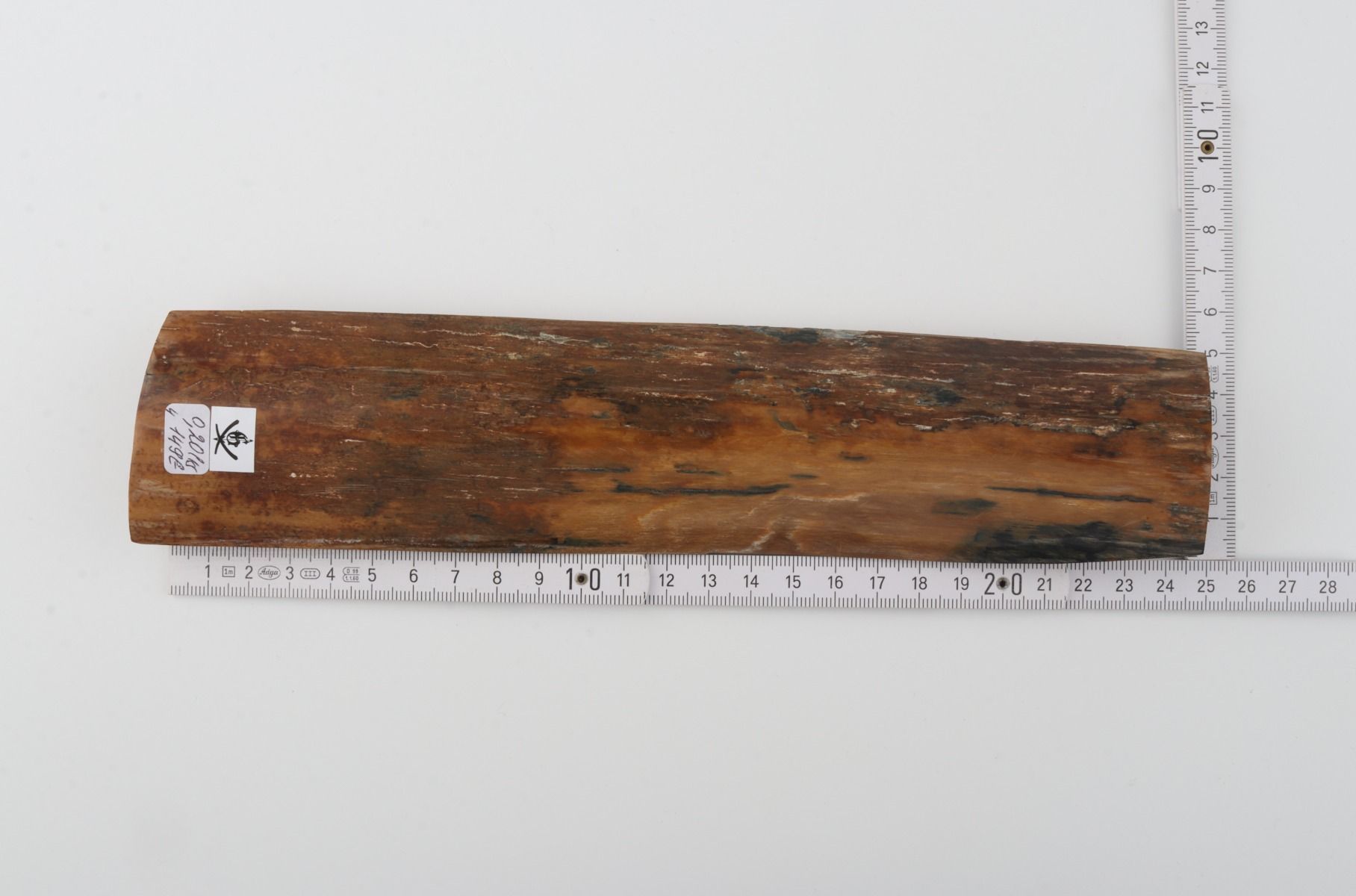 Brown mammoth bark