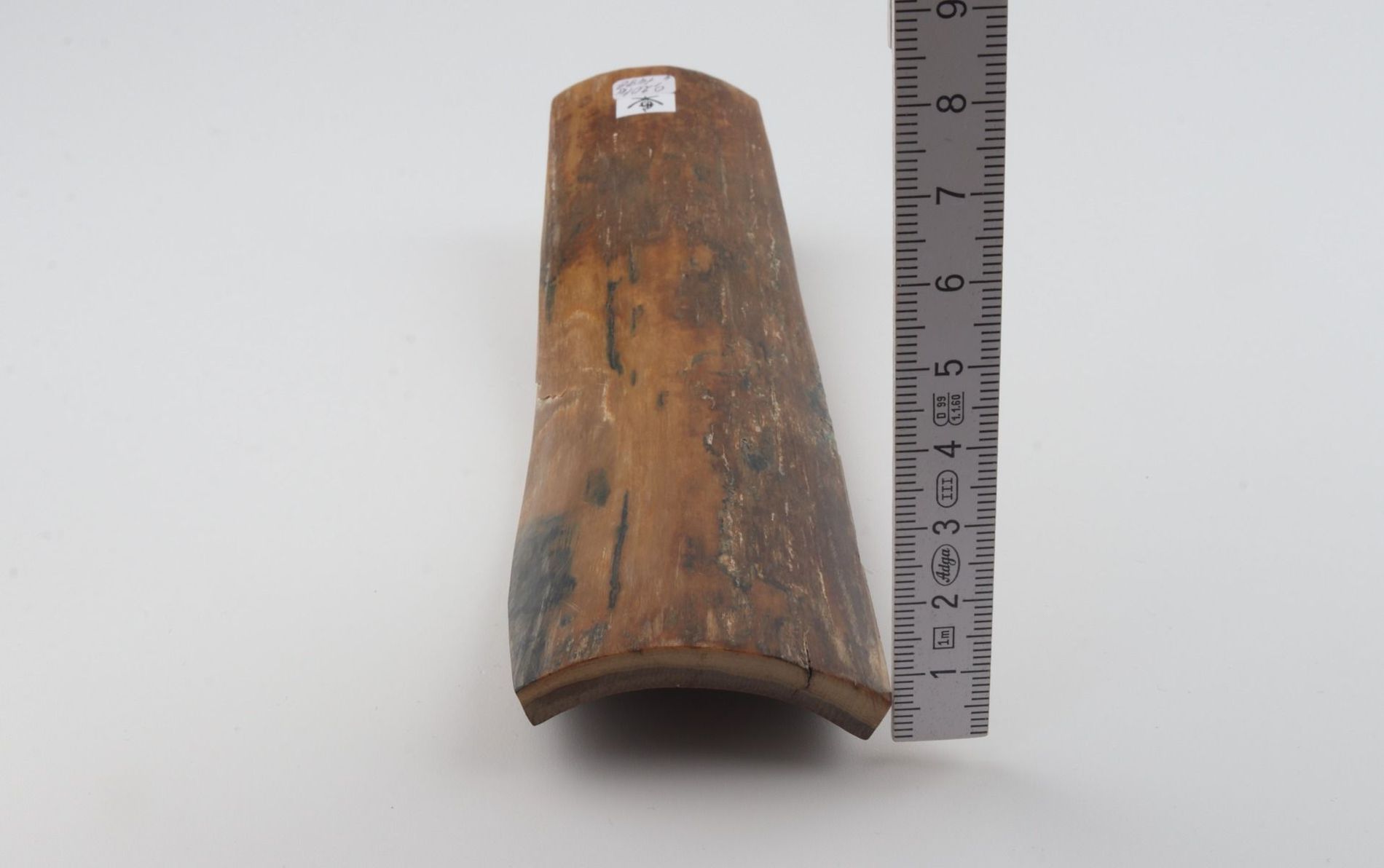 Brown mammoth bark