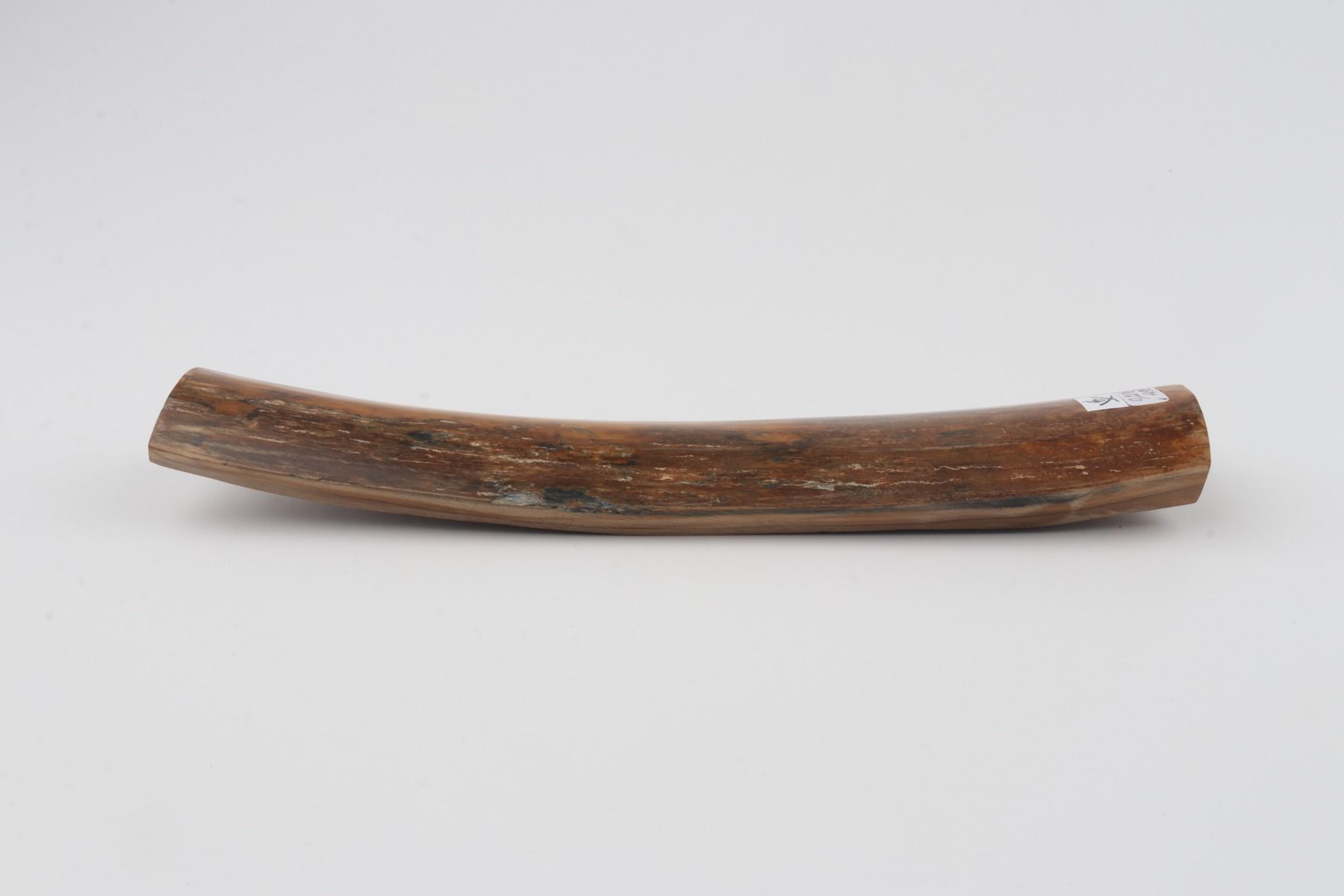 Brown mammoth bark