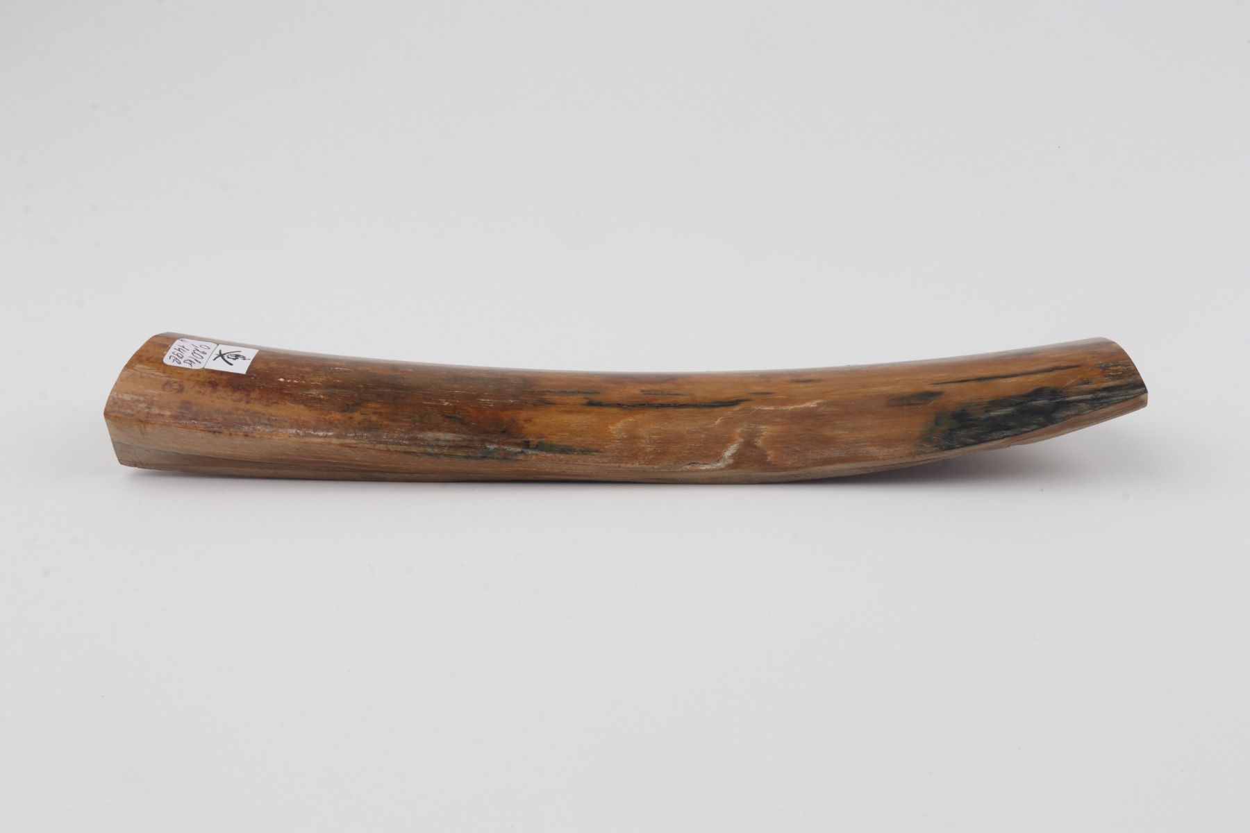 Brown mammoth bark