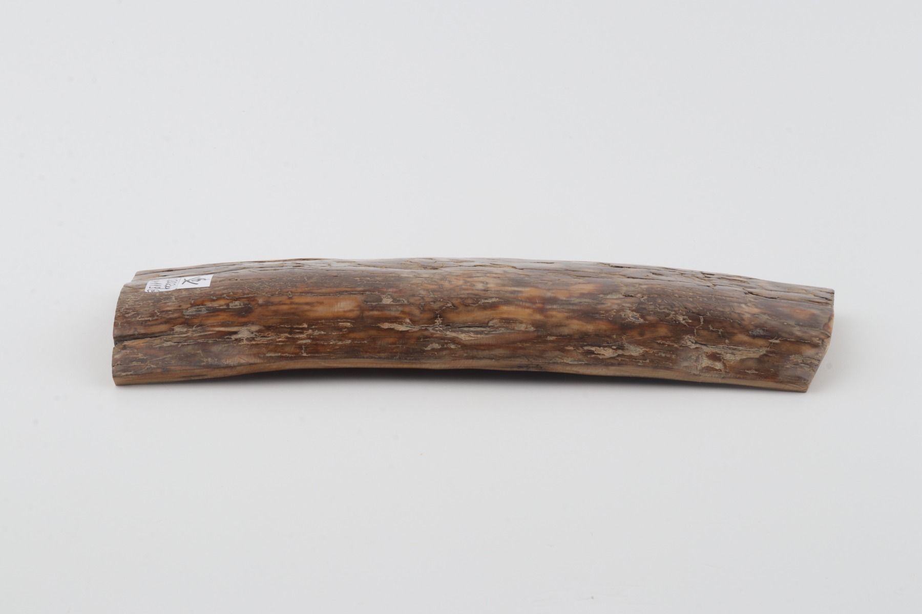 Brown mammoth bark