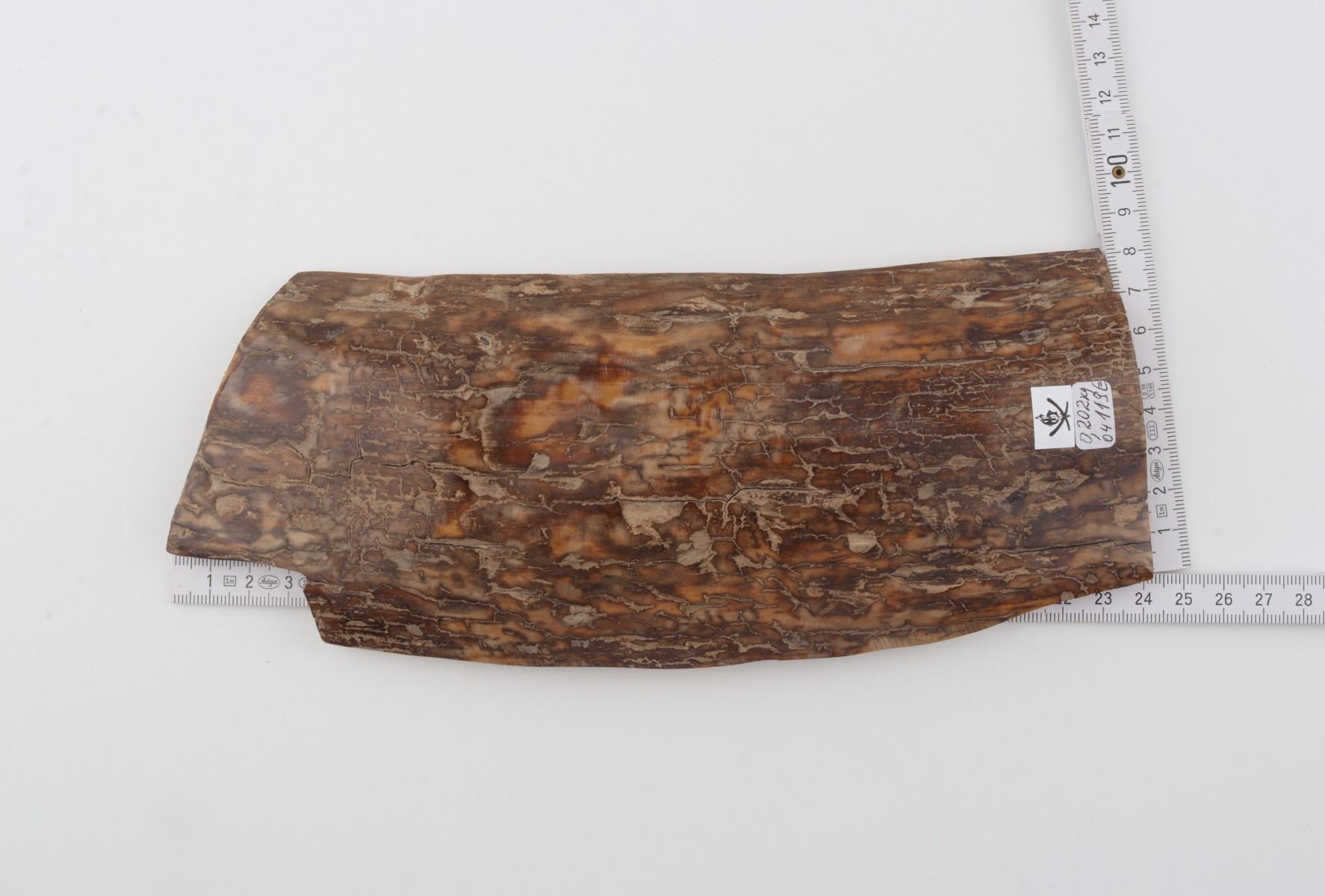 Brown mammoth bark