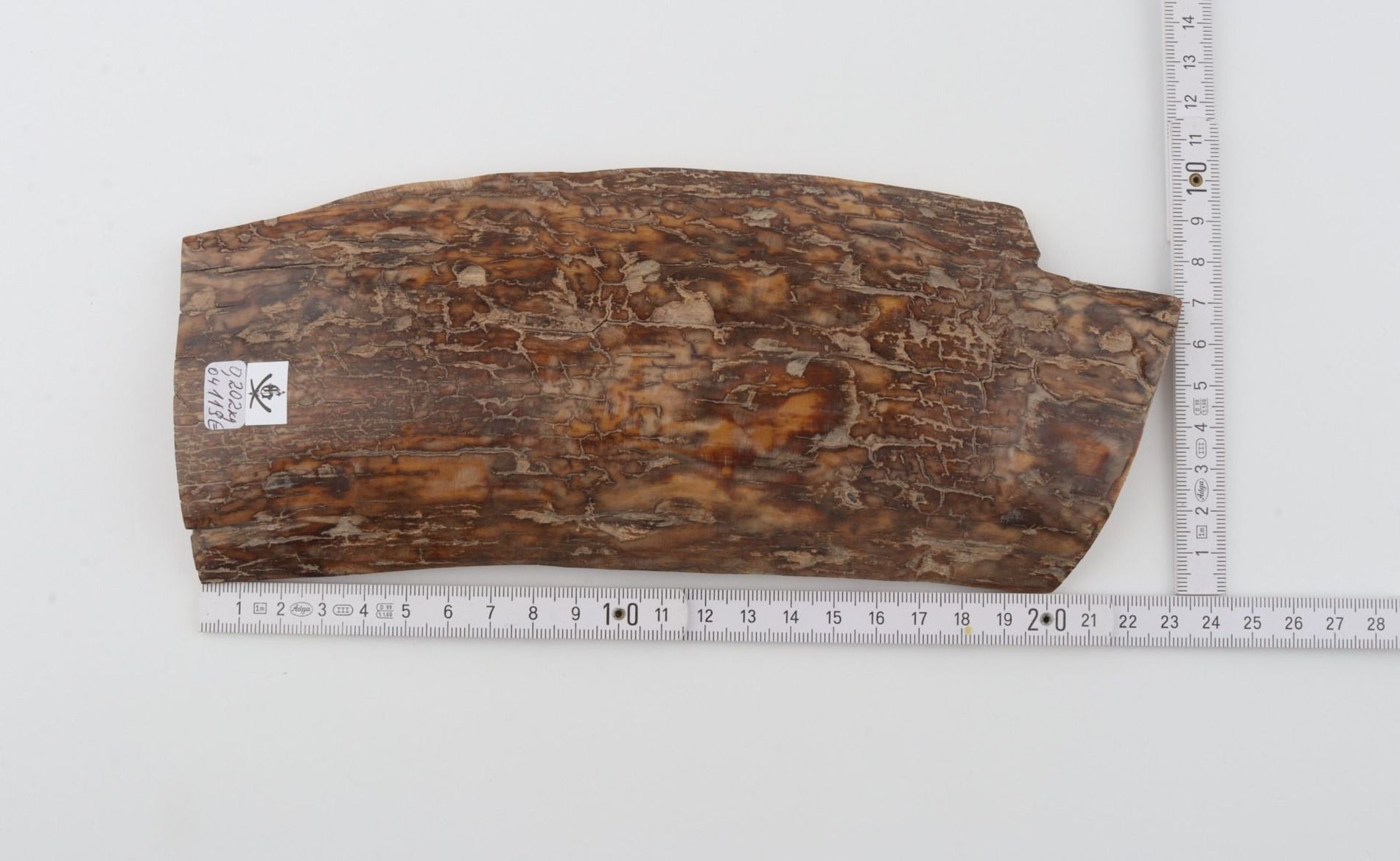 Brown mammoth bark
