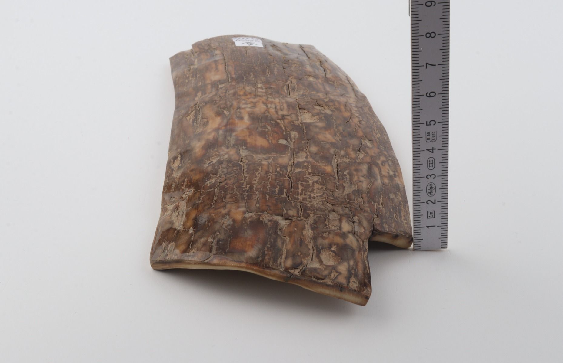 Brown mammoth bark