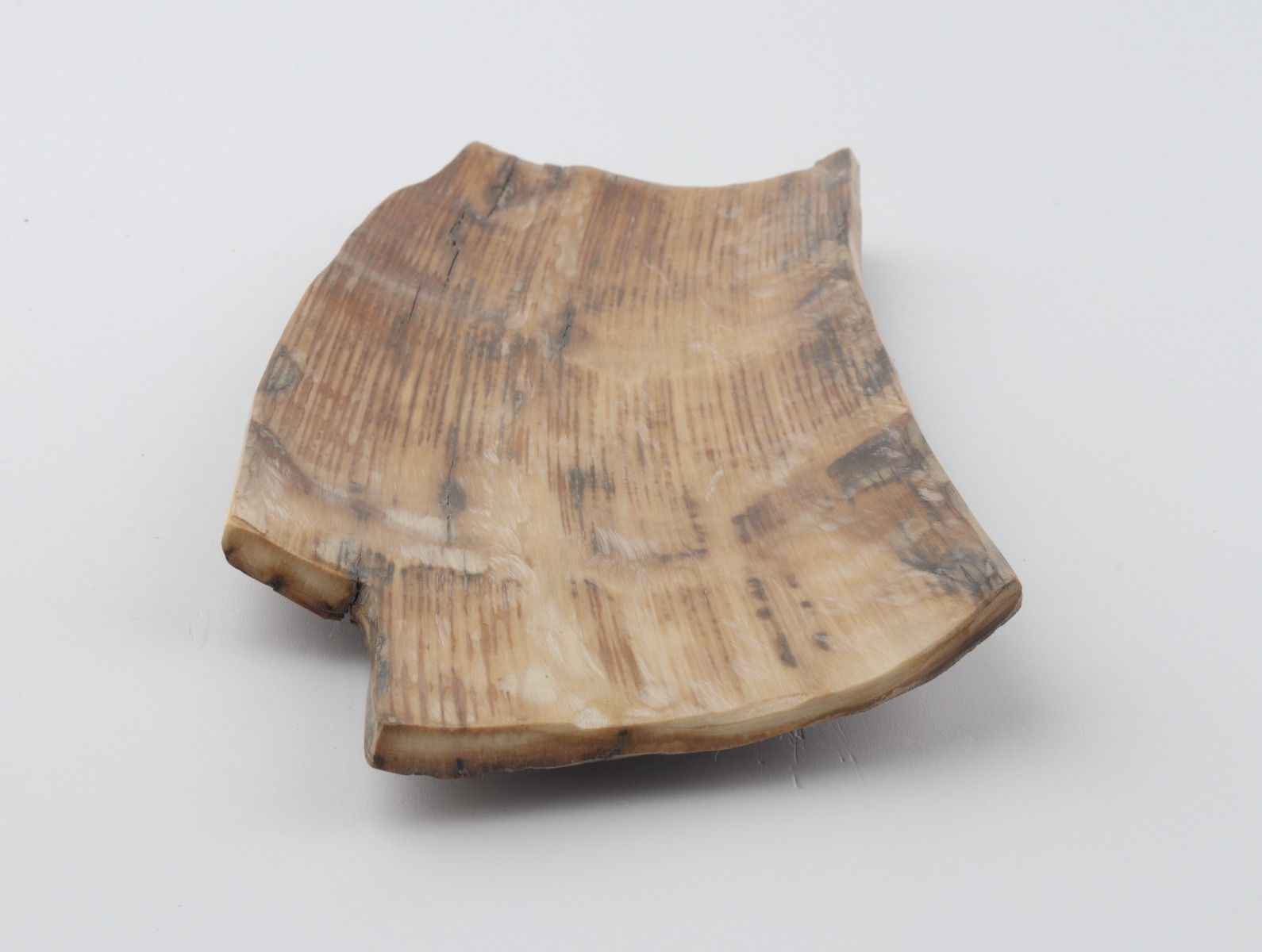 Brown mammoth bark