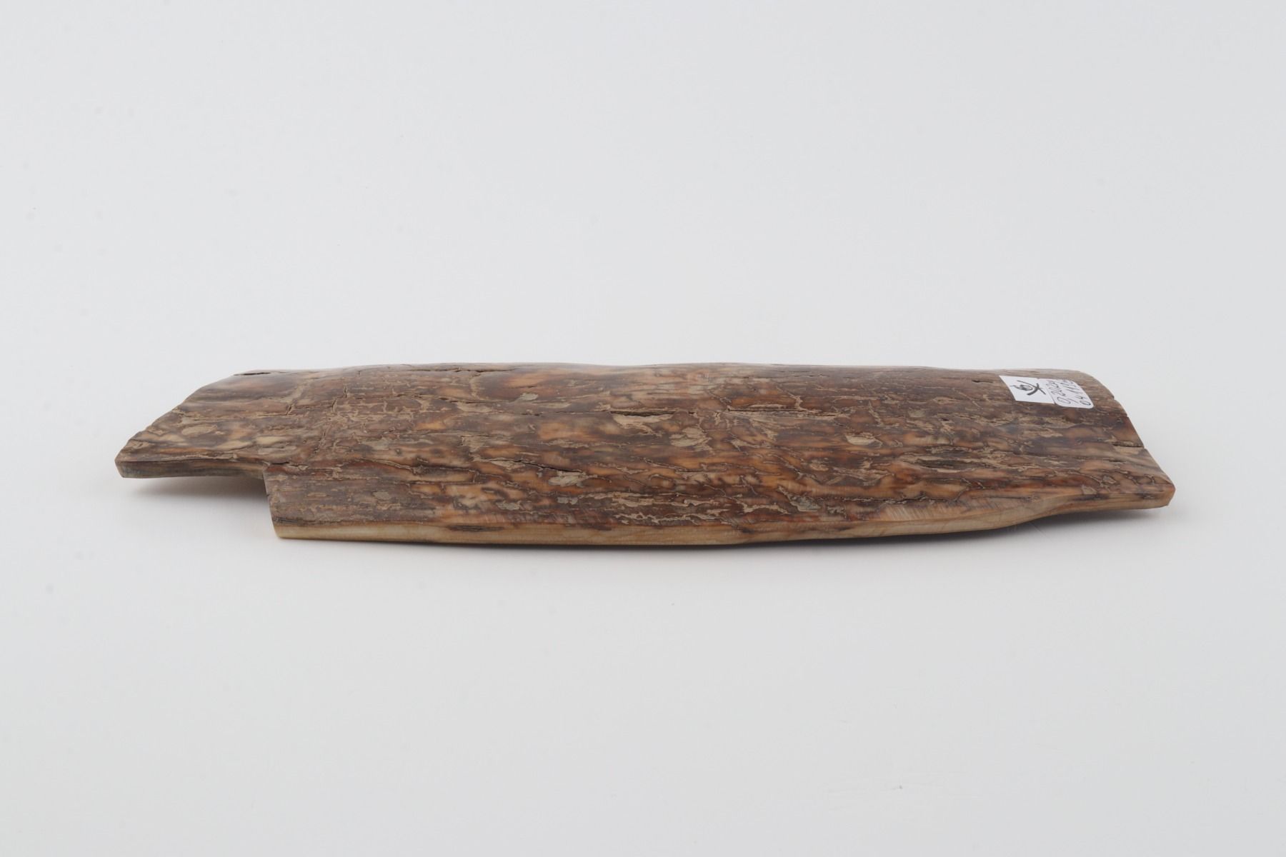 Brown mammoth bark