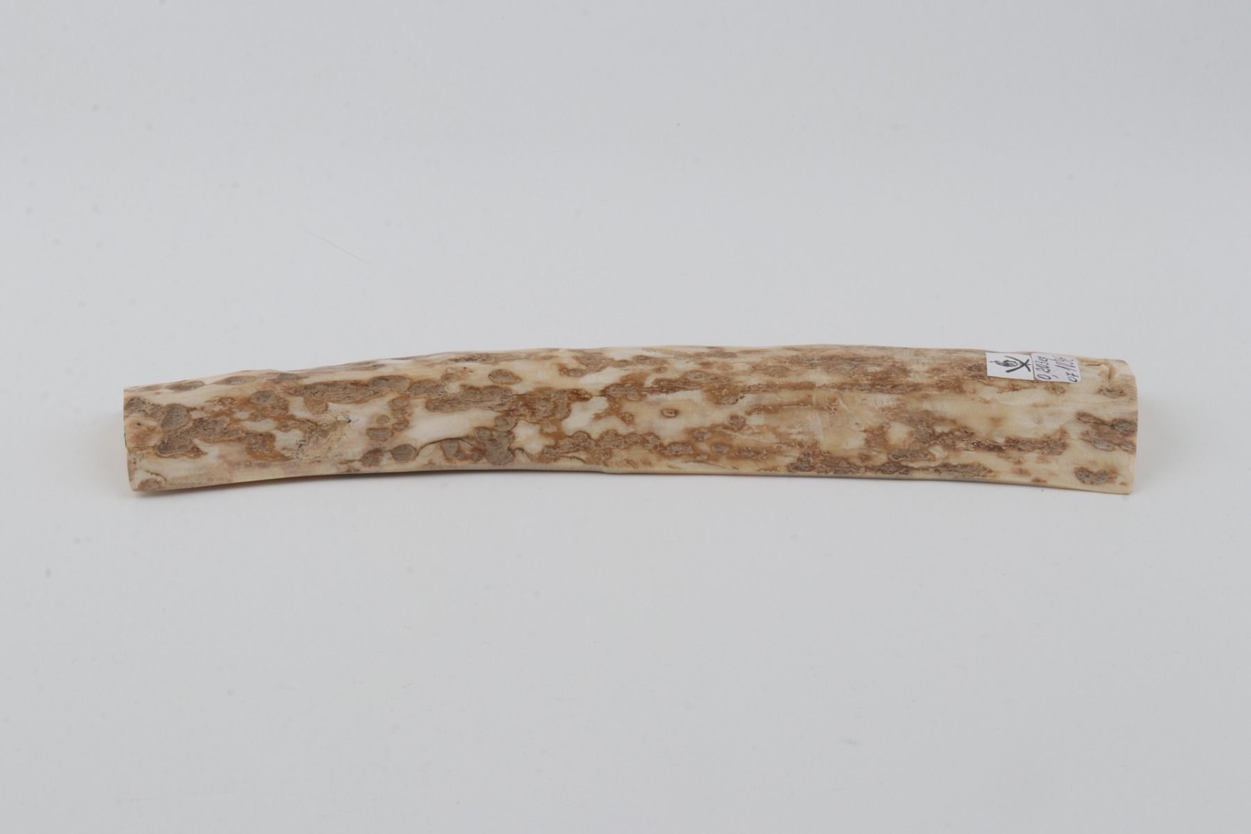 Creme-beige mammoth bark