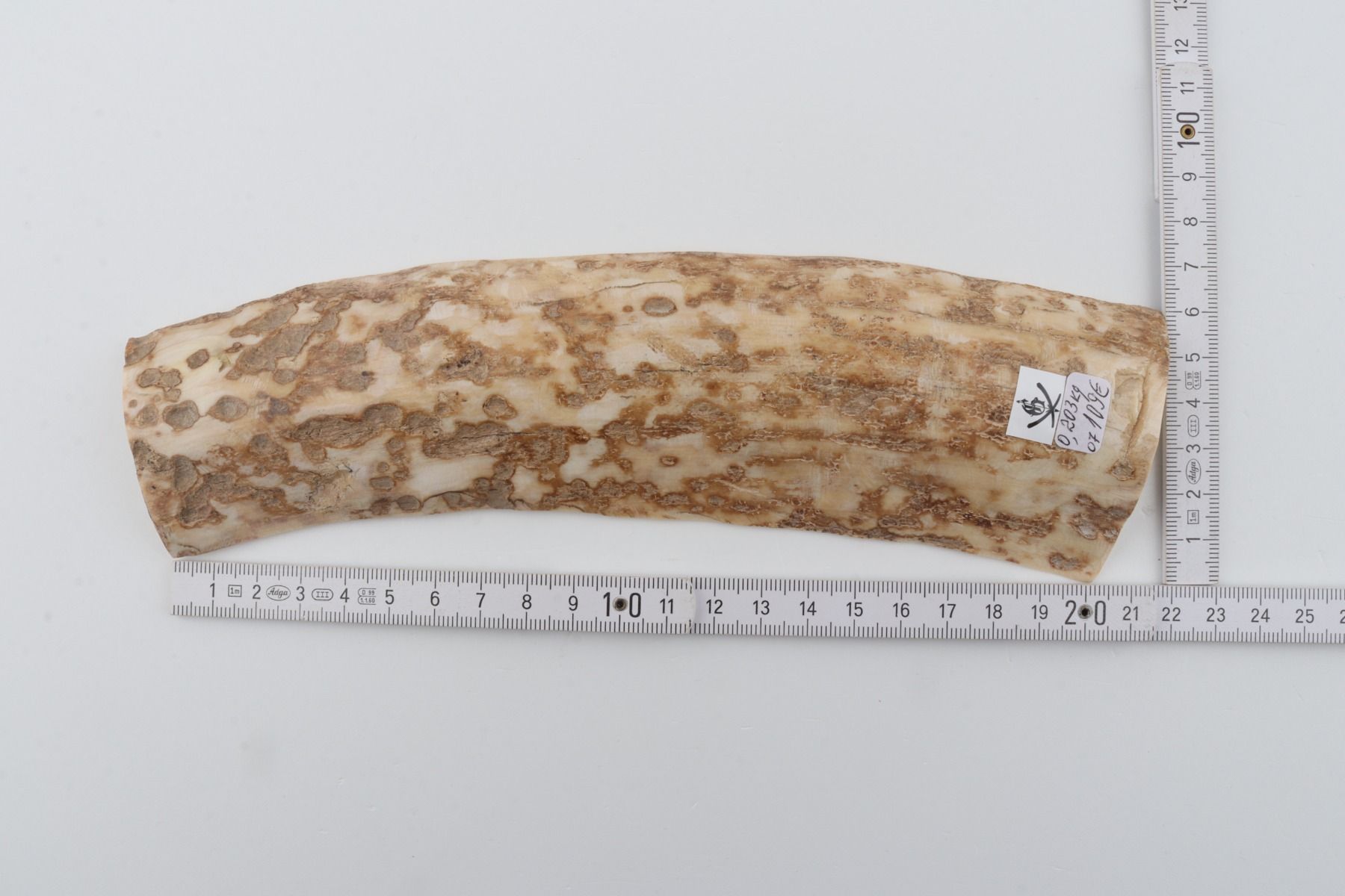 Creme-beige mammoth bark
