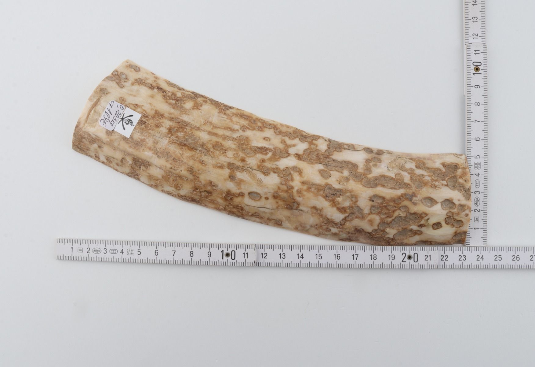 Creme-beige mammoth bark