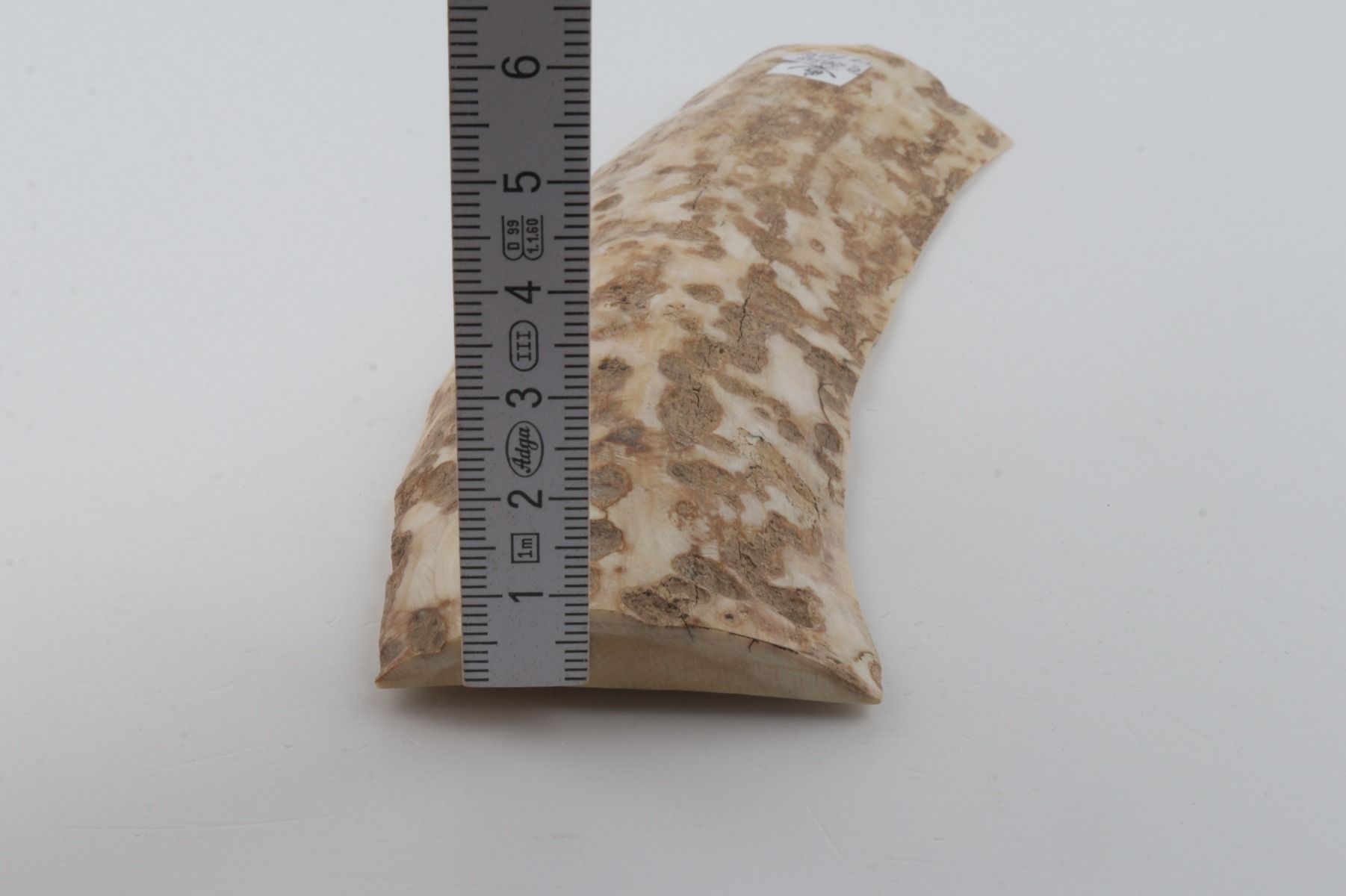 Creme-beige mammoth bark
