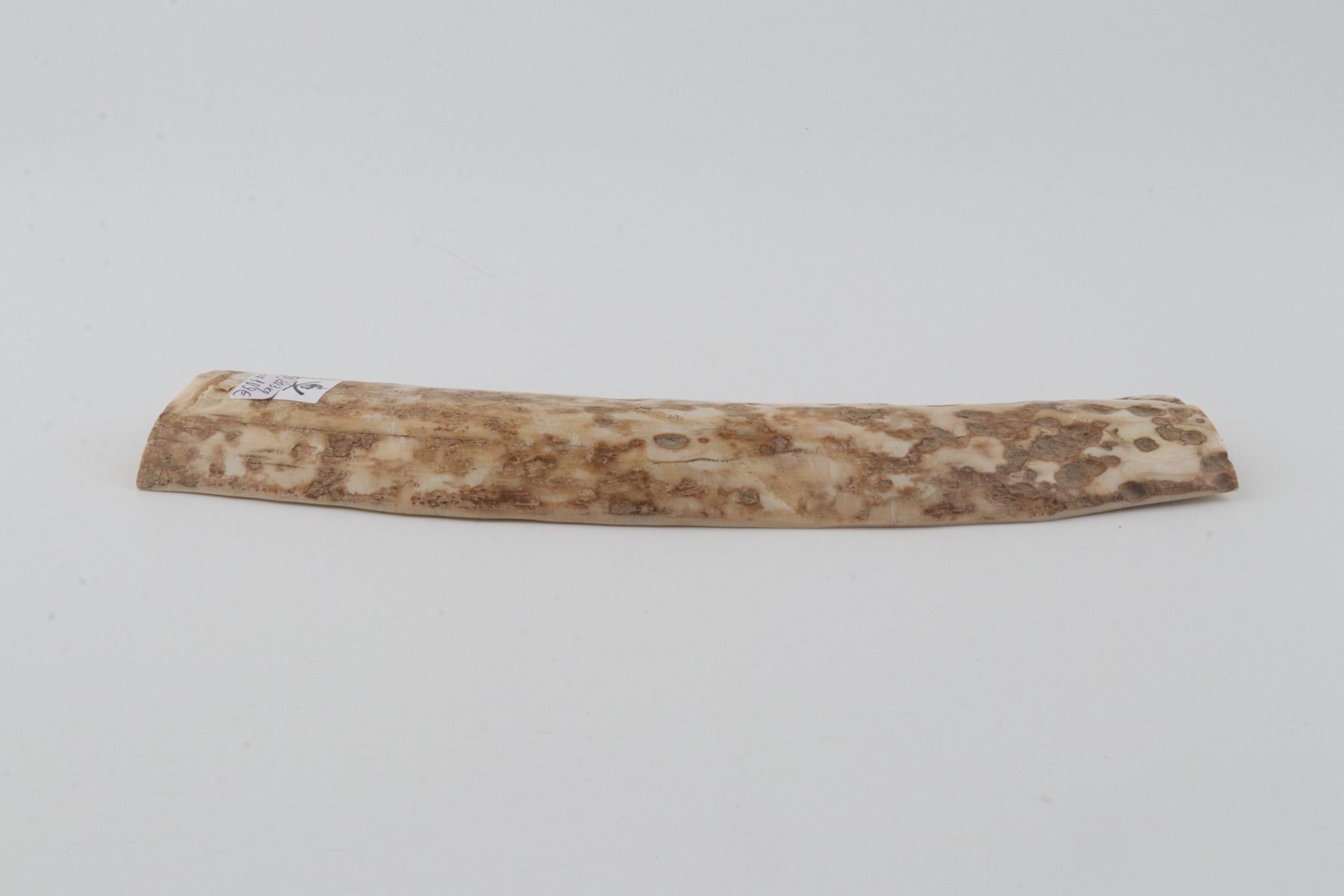 Creme-beige mammoth bark