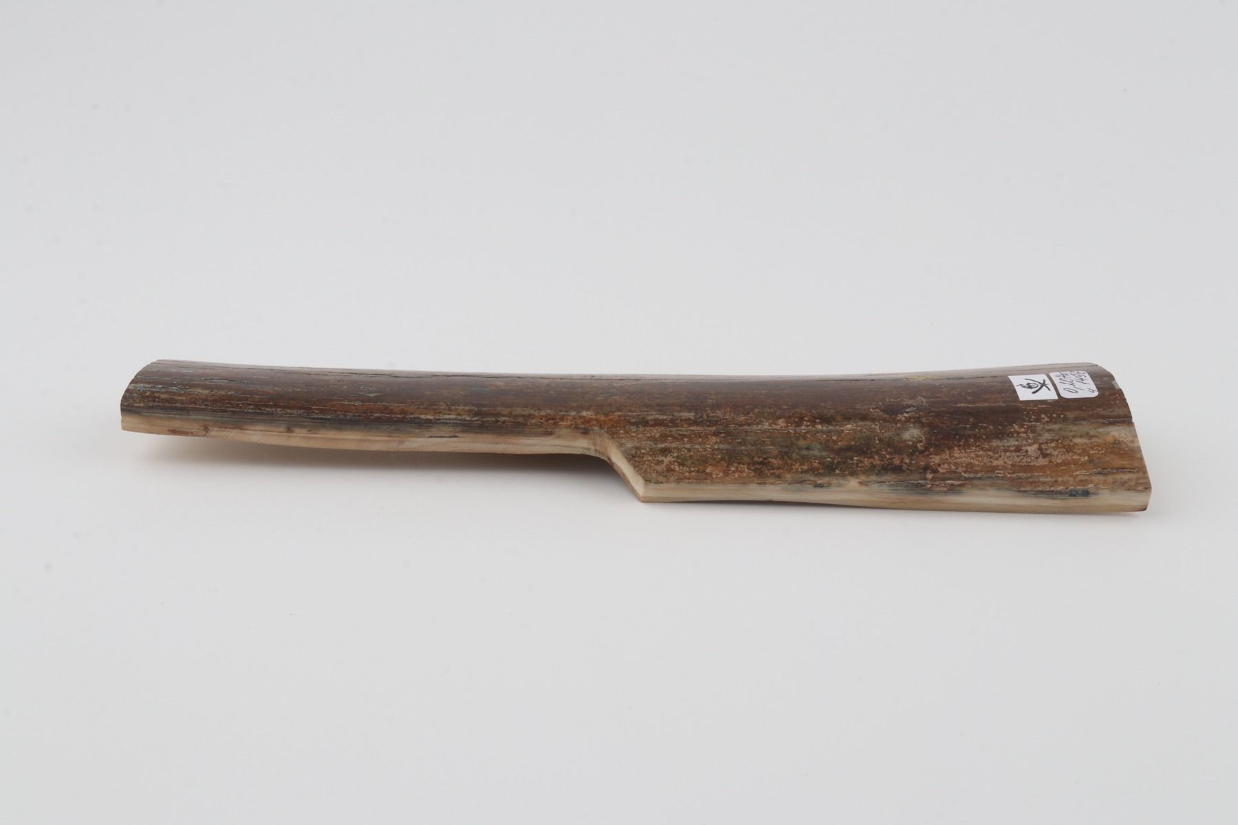 Brown mammoth bark