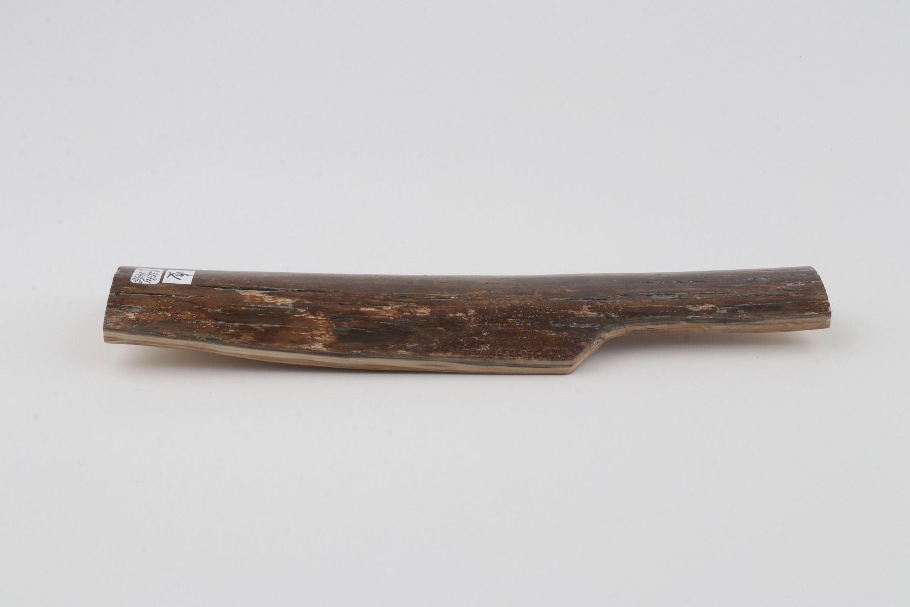 Brown mammoth bark