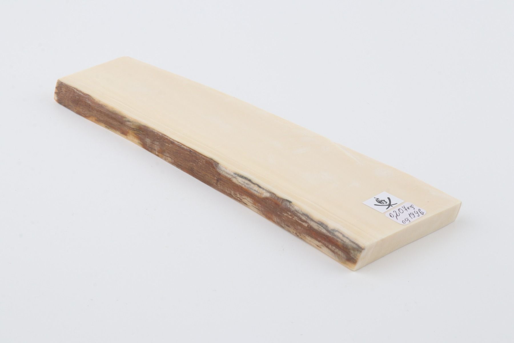 White mammoth ivory segment