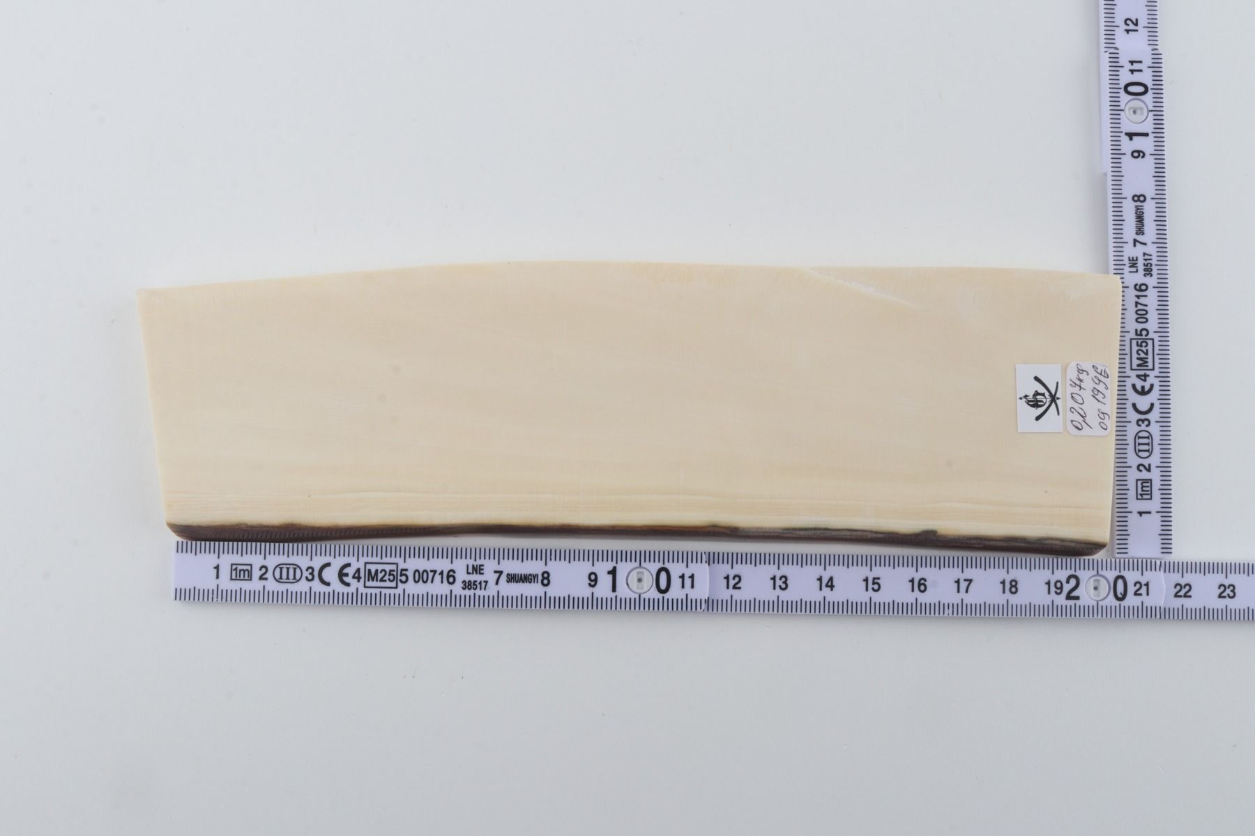White mammoth ivory segment