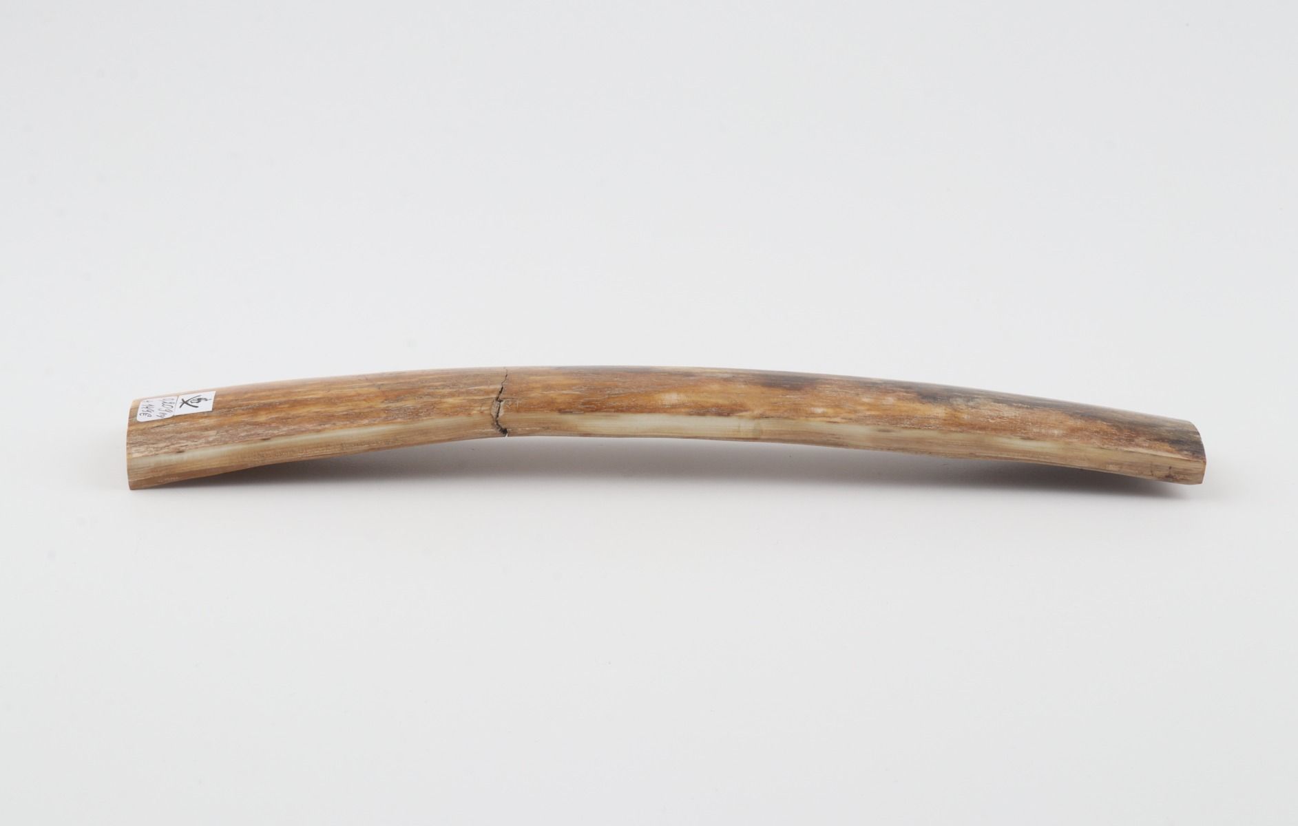 Natural woolly mammoth bark
