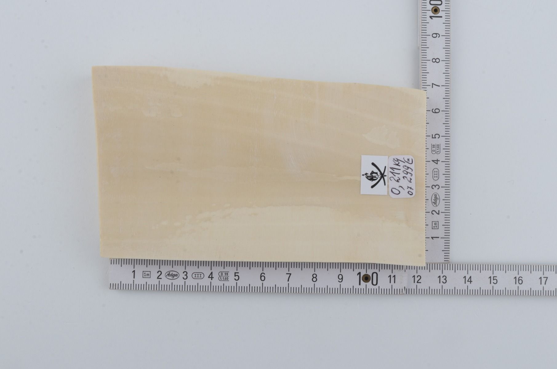 White mammoth ivory segment